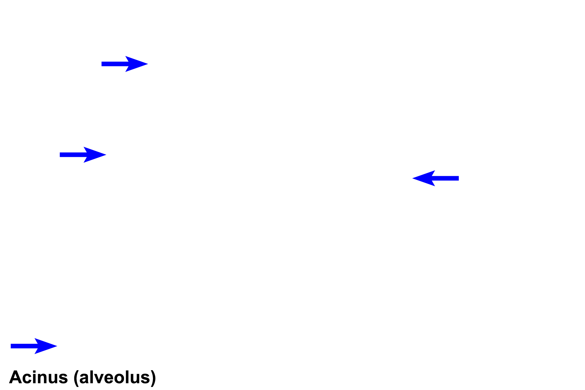 Secretory units > <p>Secretory units are usually acini (alveoli) (shown here), secreting a serous product, and tubules, producing mucus.  In cross section, an acinus resembles a grapefruit; each segment represents a cell with basal RER and nucleus; secretory granules lie next to a small lumen.  Tubules are test-tube shaped with wide lumens; cells are flattened, with peripheral nuclei and frothy cytoplasm.</p>
