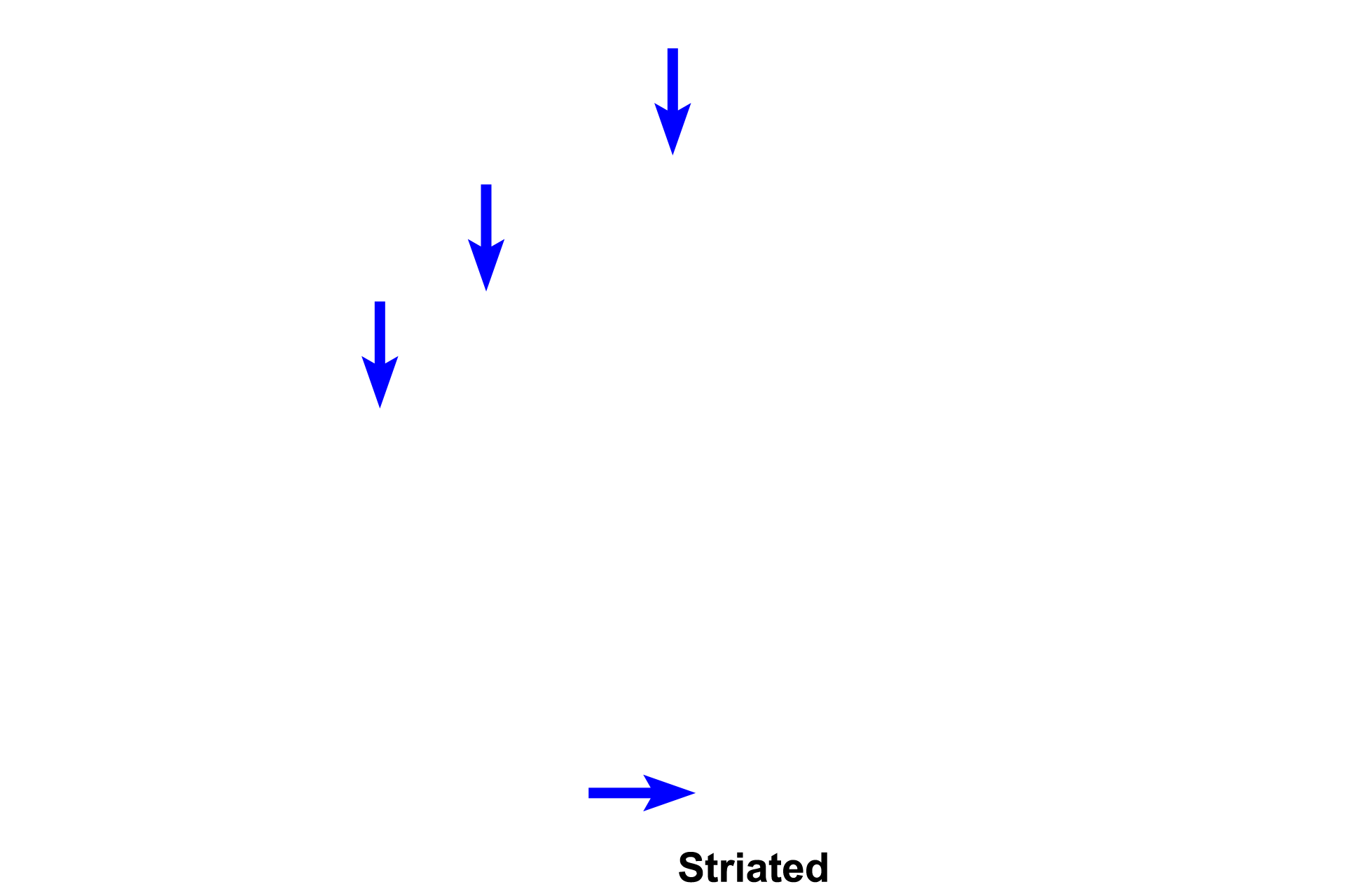 Striated ducts > <p>Intercalated ducts enlarge to form striated ducts, which are lined by simple columnar epithelium.  These intralobular ducts have basal striations, resulting from infoldings of the plasma membrane with mitochondria positioned between the folds.  Striated ducts regulate the electrolyte balance and, therefore, the tonicity of the saliva.</p>
