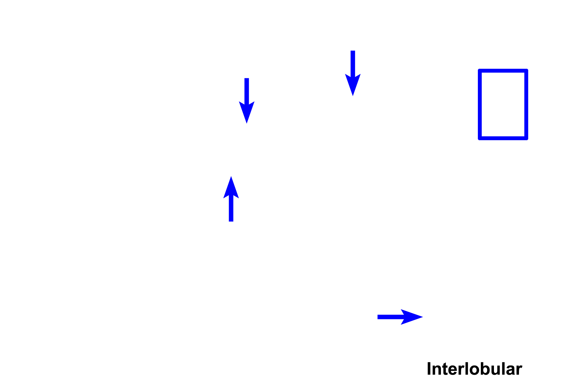 Interlobular ducts > <p>Interlobular ducts, lying in interlobular CT, are formed by the convergence of striated ducts after they leave the lobule.  Interlobular ducts, lined by a stratified epithelium, anastomose to form the excretory, or main, duct(s) (box) that gradually assumes the characteristics of the epithelium onto which it empties.  For salivary glands, this is the stratified squamous epithelium of the oral cavity.</p>
