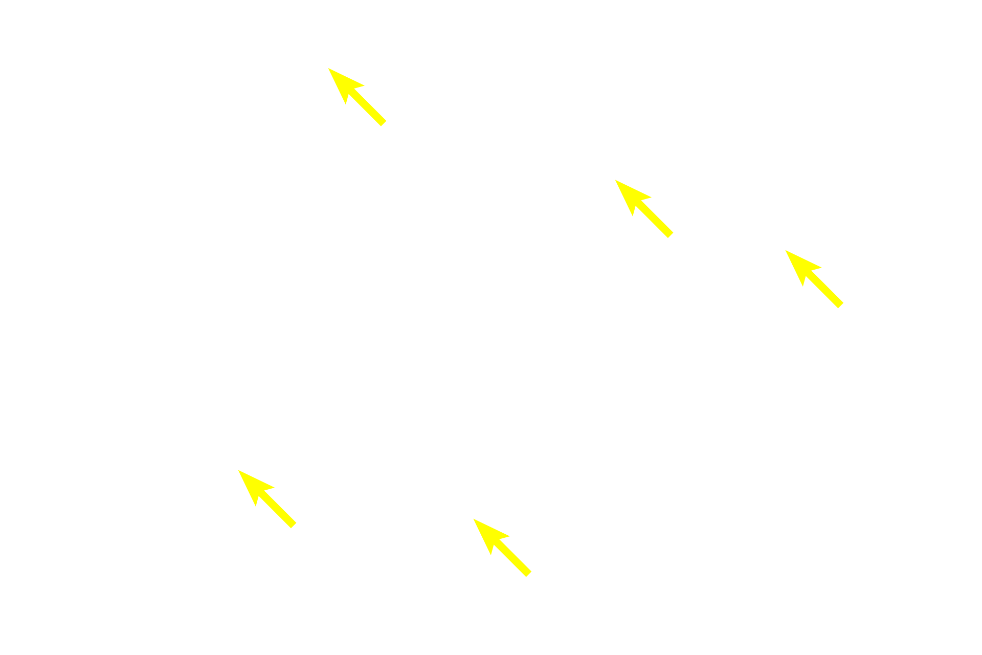Mucous tubules <p>Each submandibular gland is compound tubuloacinar, with serous acini more numerous than mucous tubules.  Submandibular glands lie in the floor of the mouth and their excretory ducts empty just lateral to the frenulum of the tongue.  Intralobular ducts are less numerous than in the parotid, but are still common.  40x</p>
