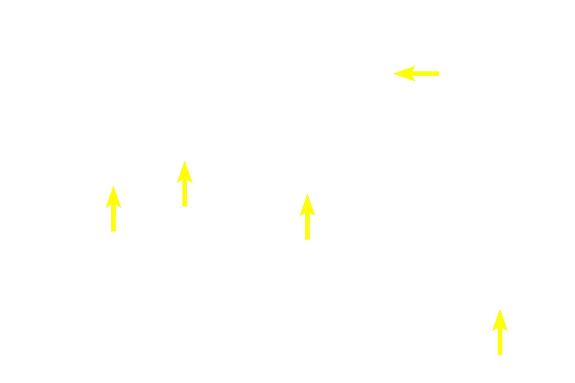 Intralobular ducts <p>Each submandibular gland is compound tubuloacinar, with serous acini more numerous than mucous tubules.  Submandibular glands lie in the floor of the mouth and their excretory ducts empty just lateral to the frenulum of the tongue.  Intralobular ducts are less numerous than in the parotid, but are still common.  40x</p>

