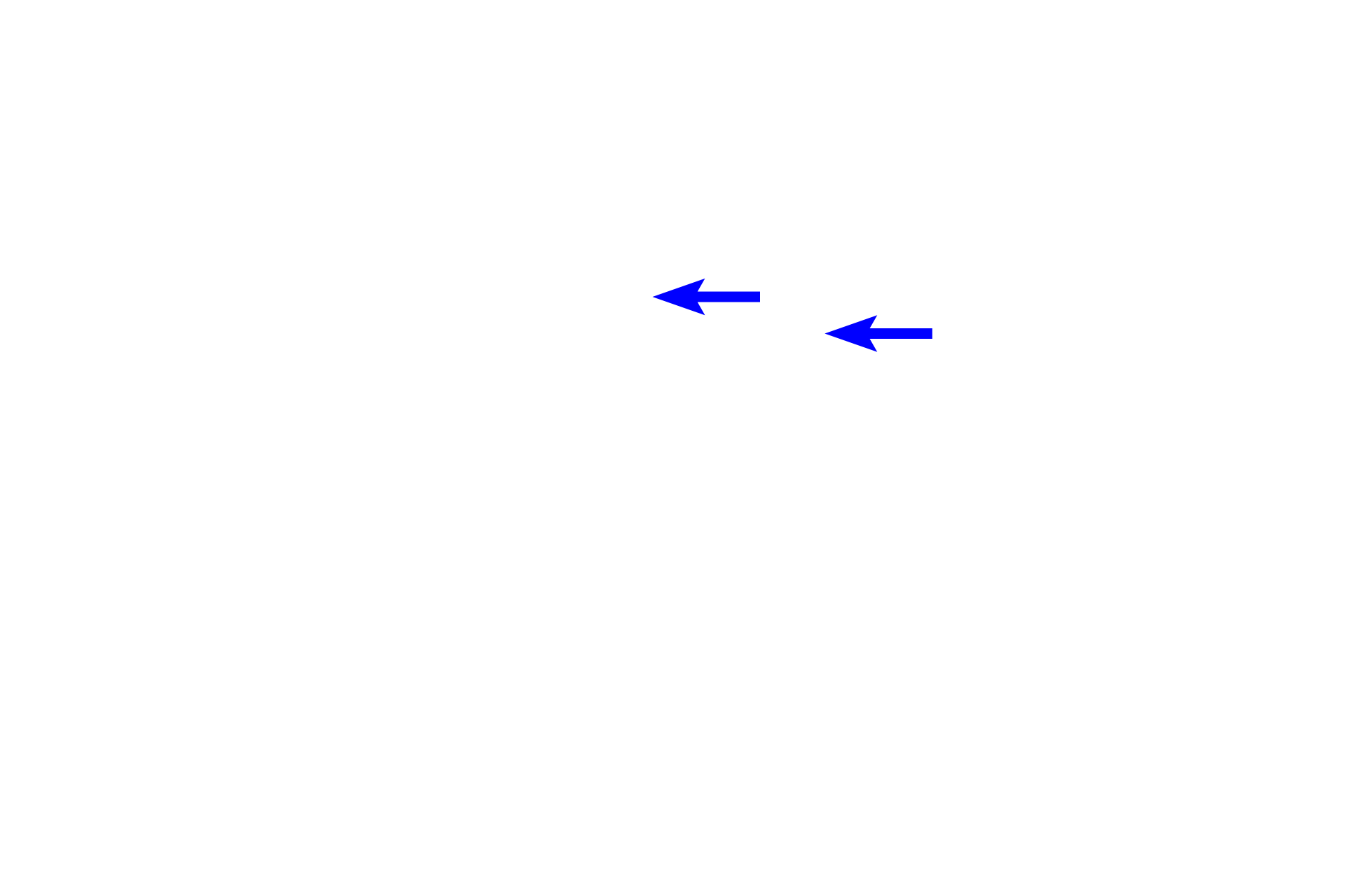Interlobular ducts <p>Each submandibular gland is compound tubuloacinar, with serous acini more numerous than mucous tubules.  Submandibular glands lie in the floor of the mouth and their excretory ducts empty just lateral to the frenulum of the tongue.  Intralobular ducts are less numerous than in the parotid, but are still common.  40x</p>
