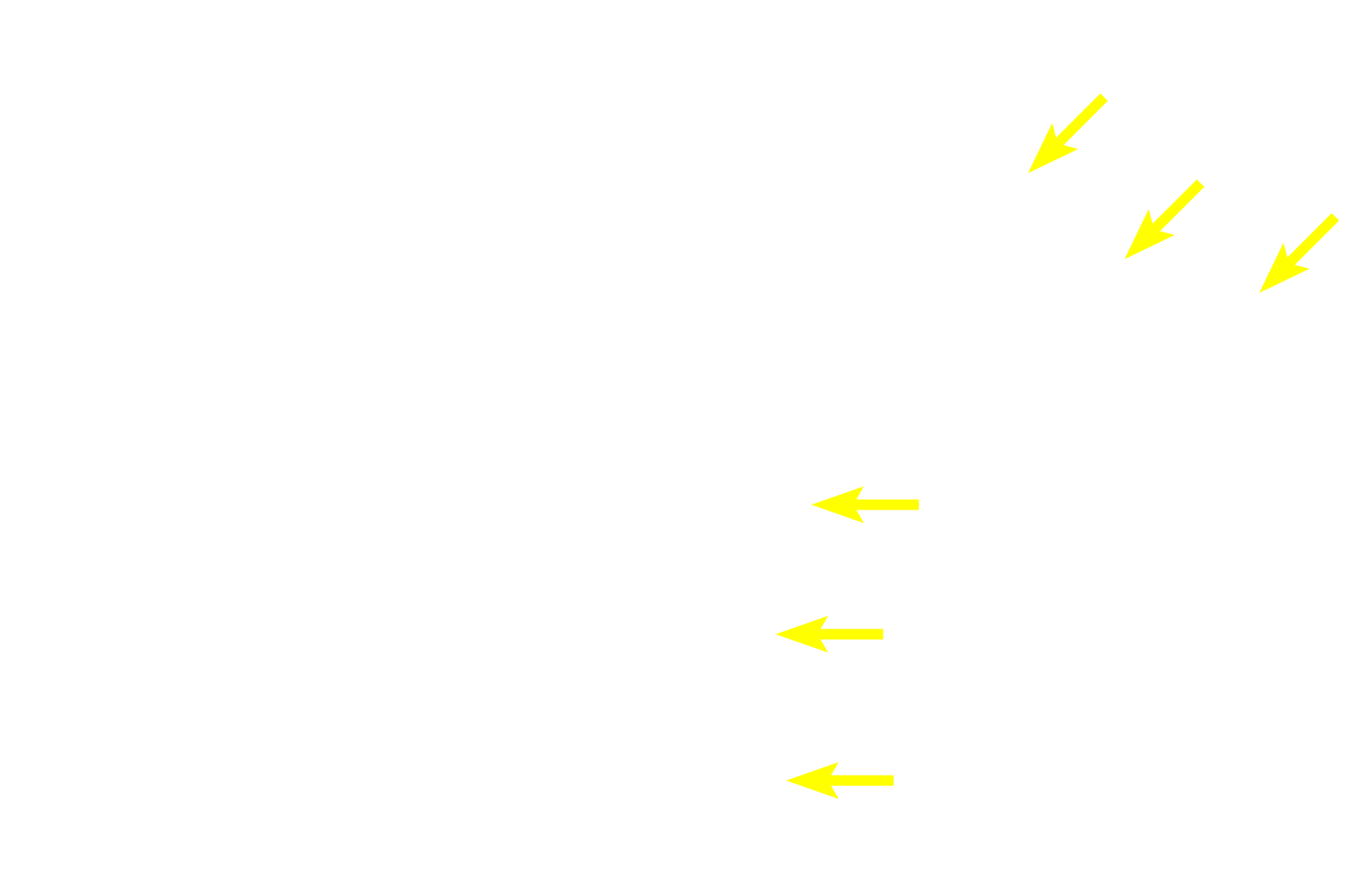 Mucous tubules <p>Mucus-secreting cells are arranged in tubules that stain lighter and appear more frothy than do the serous-producing cells.  Serous cells may be arranged either in acini or in serous demilunes, half-moon shaped caps of serous-secreting cells located over the ends of mucous tubules.  Striated ducts are well developed in this salivary gland.  100x</p>
