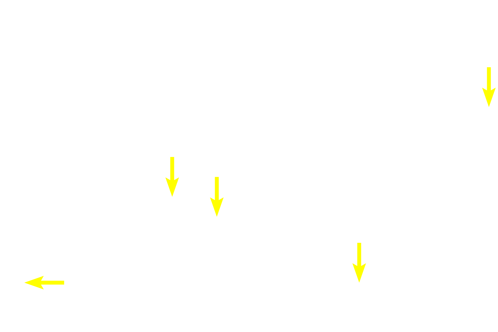 Serous demilunes <p>Mucus-secreting cells are arranged in tubules that stain lighter and appear more frothy than do the serous-producing cells.  Serous cells may be arranged either in acini or in serous demilunes, half-moon shaped caps of serous-secreting cells located over the ends of mucous tubules.  Striated ducts are well developed in this salivary gland.  100x</p>
