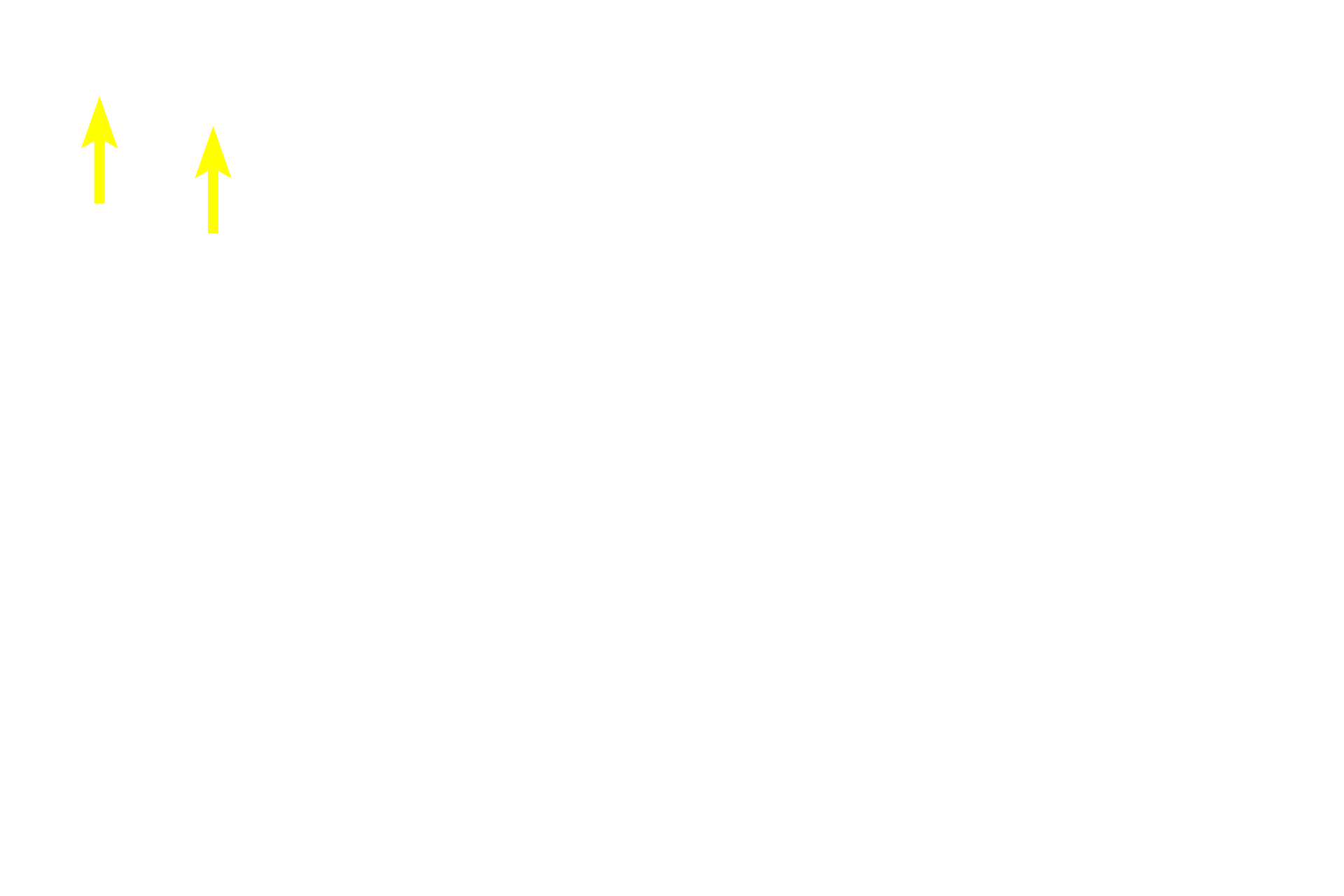 Striated duct <p>Mucus-secreting cells are arranged in tubules that stain lighter and appear more frothy than do the serous-producing cells.  Serous cells may be arranged either in acini or in serous demilunes, half-moon shaped caps of serous-secreting cells located over the ends of mucous tubules.  Striated ducts are well developed in this salivary gland.  100x</p>
