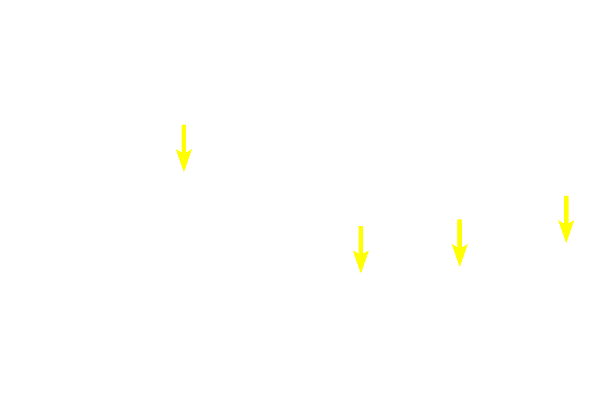 Serous cells <p>The sublingual glands, paired, compound tubuloacinar glands, lie in the floor of the mouth and open by multiple ducts into that area.  Mucous tubules predominate and serous-secreting cells are most frequently arranged as serous demilunes.  Intralobular ducts are less numerous here because of the abundance of tubules, which serve as their own ducts.  40x</p>

