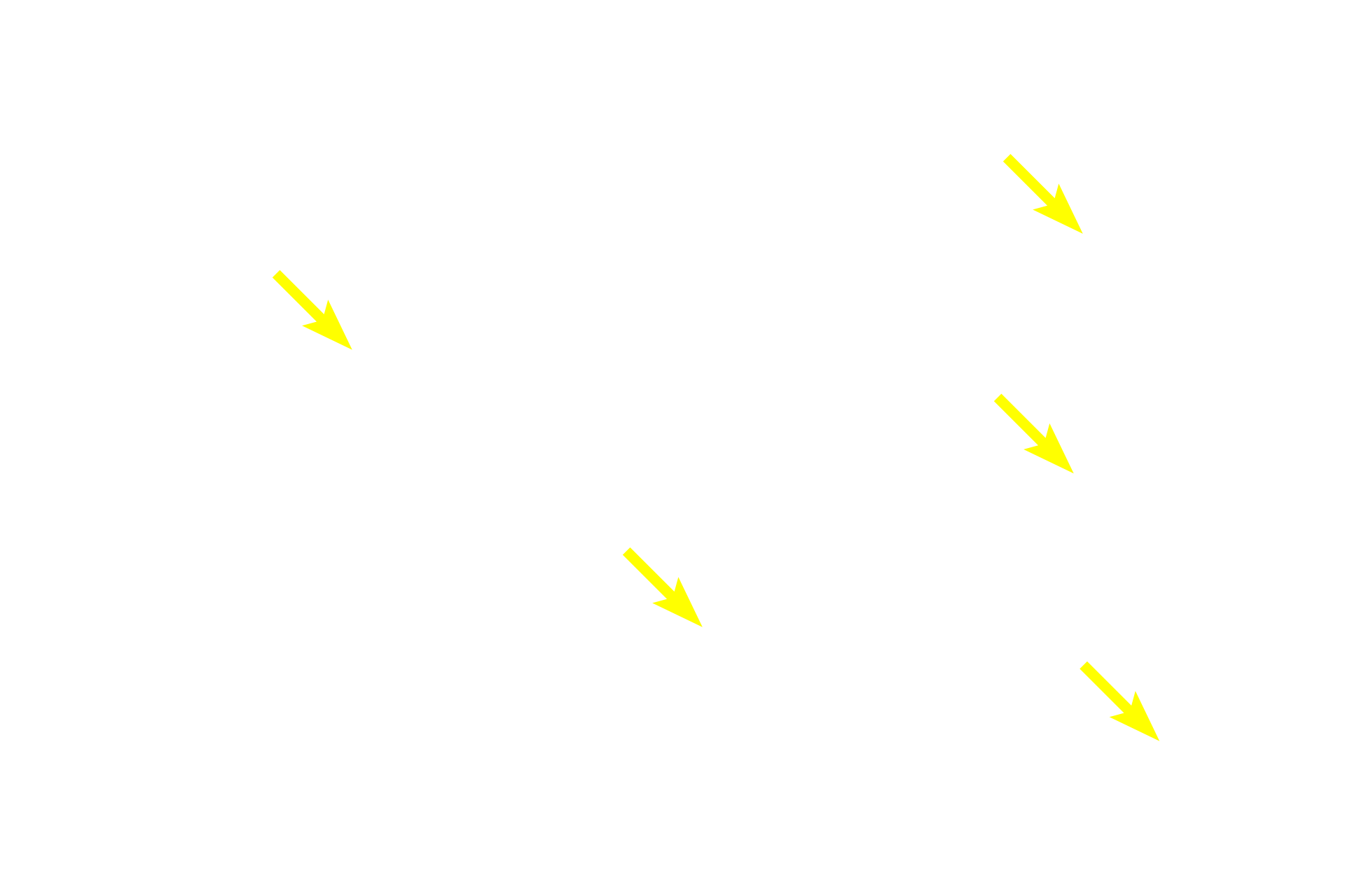 Intralobular ducts <p>The sublingual glands, paired, compound tubuloacinar glands, lie in the floor of the mouth and open by multiple ducts into that area.  Mucous tubules predominate and serous-secreting cells are most frequently arranged as serous demilunes.  Intralobular ducts are less numerous here because of the abundance of tubules, which serve as their own ducts.  40x</p>
