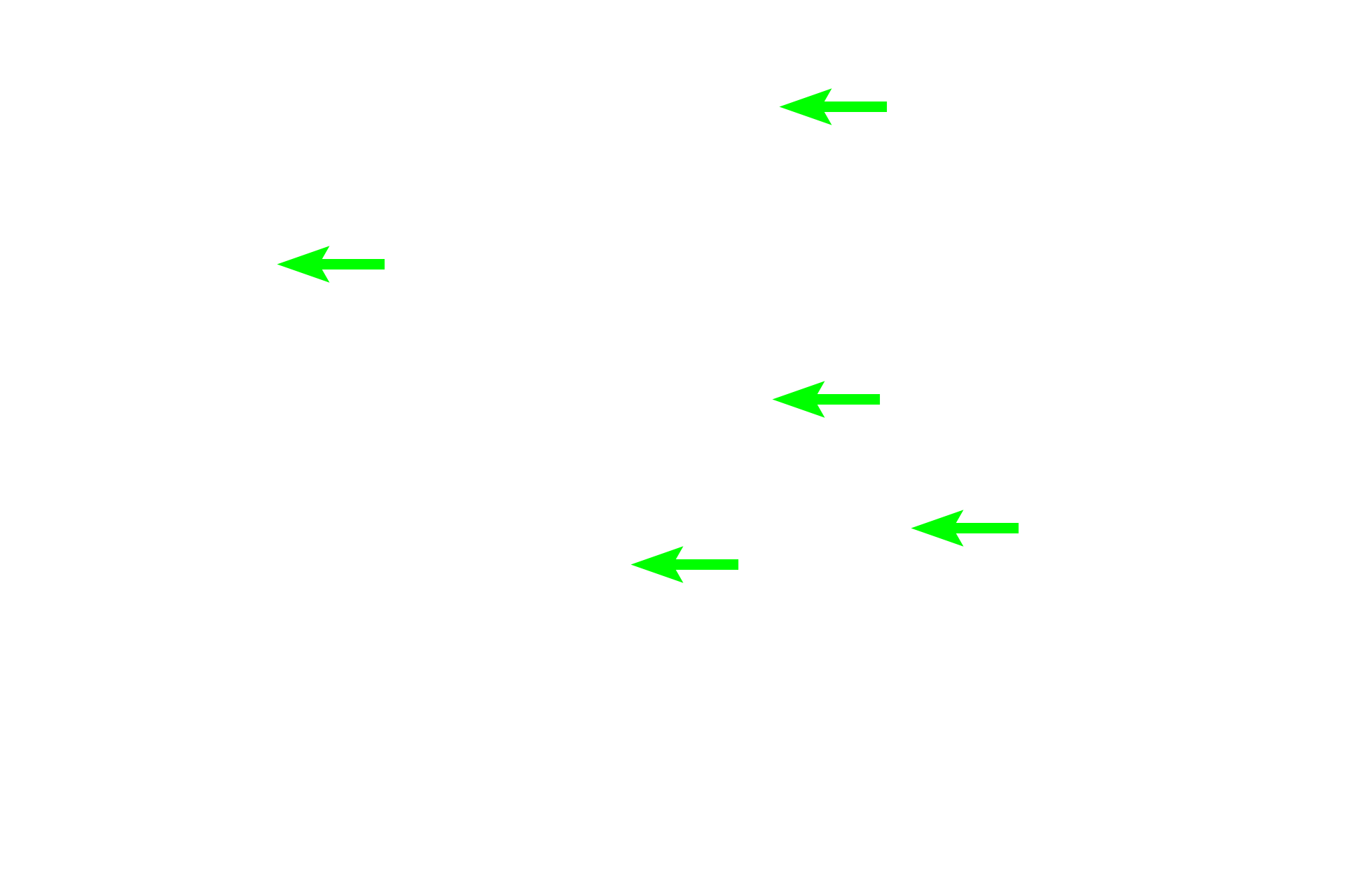 Tubule lumens <p>Both serous and mucous secretory cells are present, with mucous cells predominating.  The tubular configuration of the mucous cells is readily apparent.  600x</p>
