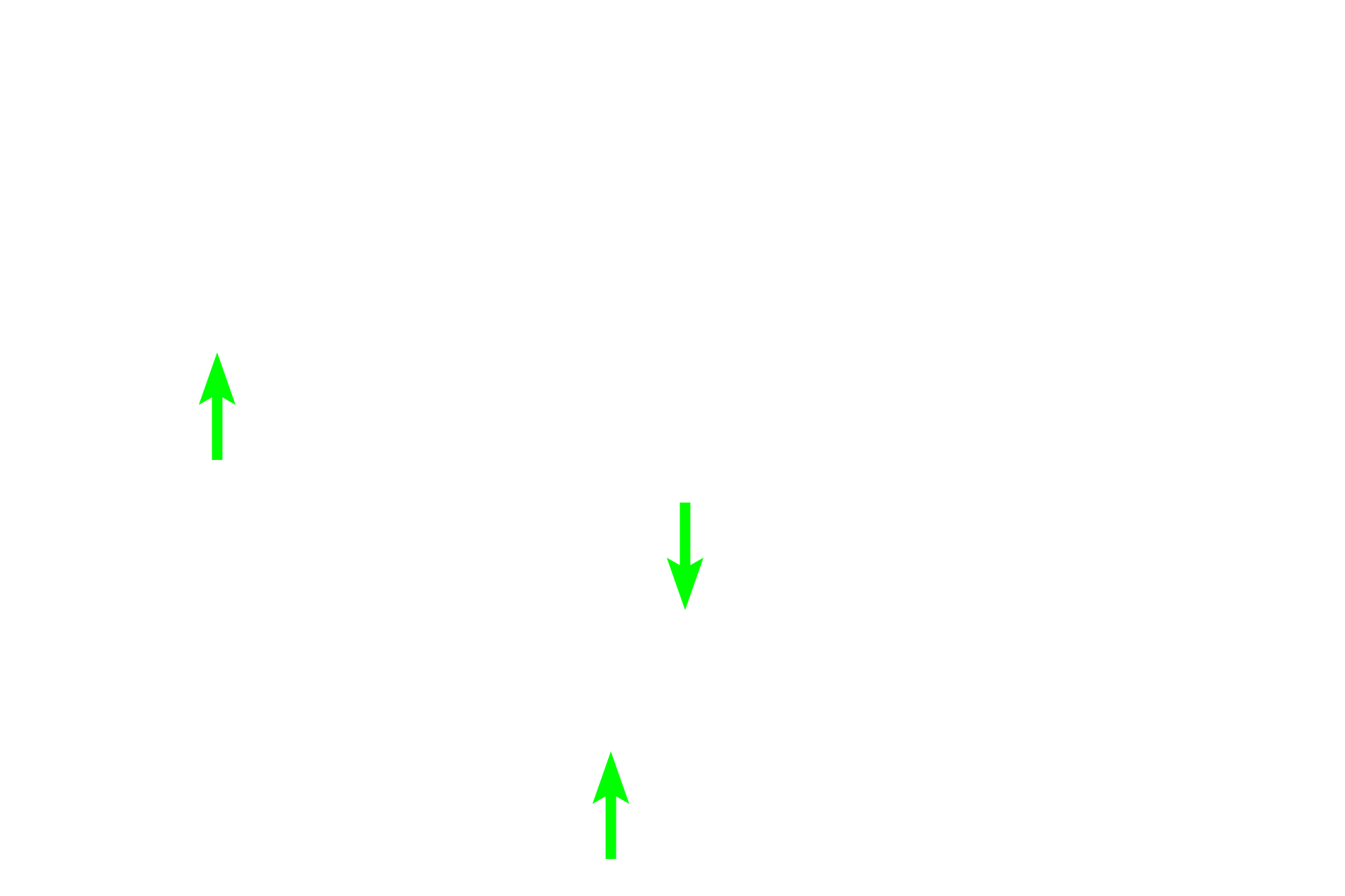 Serous demilunes <p>The sublingual gland is a compound tubuloalveolar gland, although mucous tubules predominate.  Some regions of the gland, as seen here, are composed almost entirely of mucus-secreting tubules, with serous demilunes capping many tubules.  Serous-secreting acini are clustered in other areas of the gland.  Intralobular ducts are poorly developed in this organ.  800x</p>
