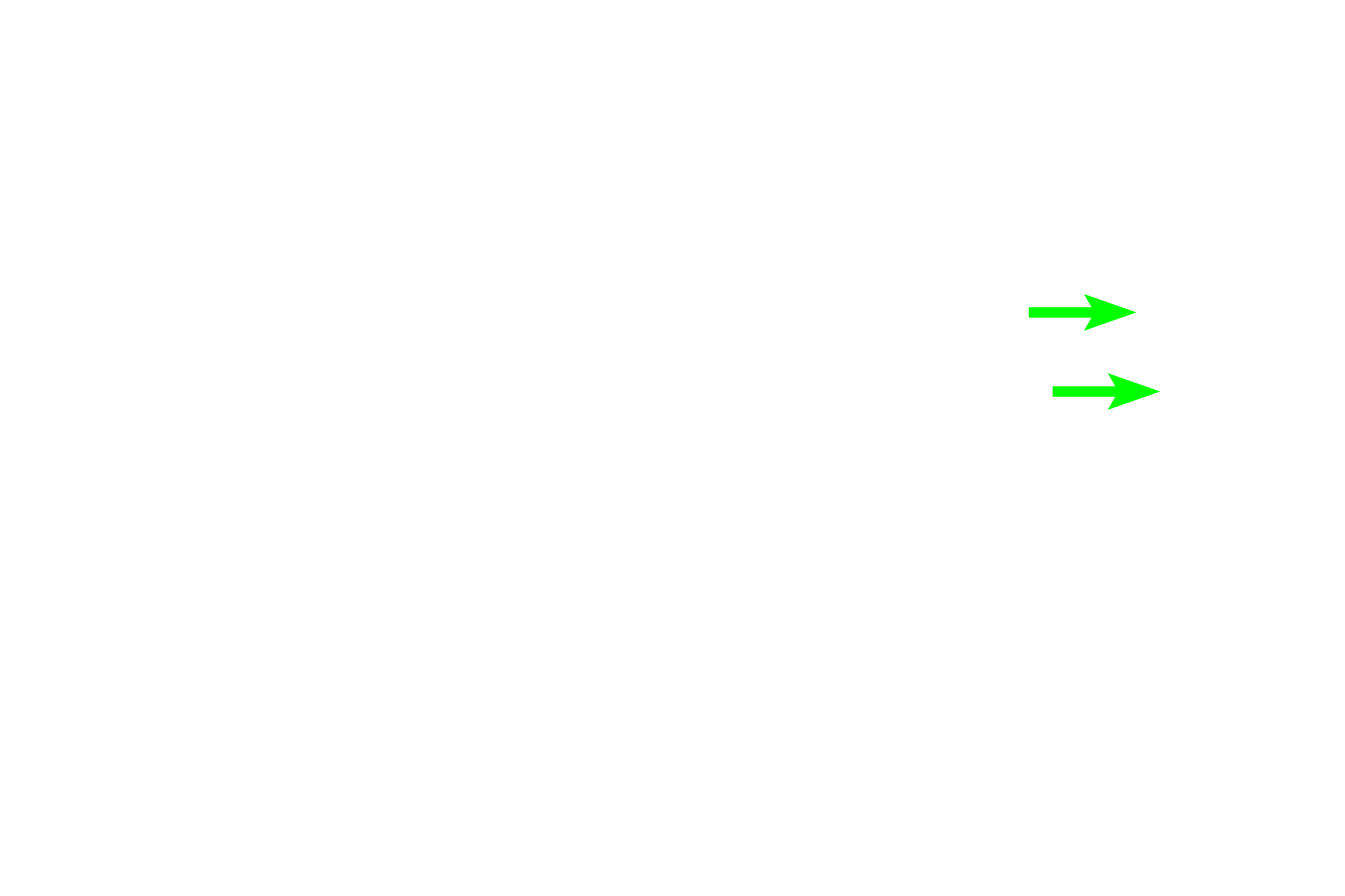 Striated duct <p>The sublingual gland is a compound tubuloalveolar gland, although mucous tubules predominate.  Some regions of the gland, as seen here, are composed almost entirely of mucus-secreting tubules, with serous demilunes capping many tubules.  Serous-secreting acini are clustered in other areas of the gland.  Intralobular ducts are poorly developed in this organ.  800x</p>

