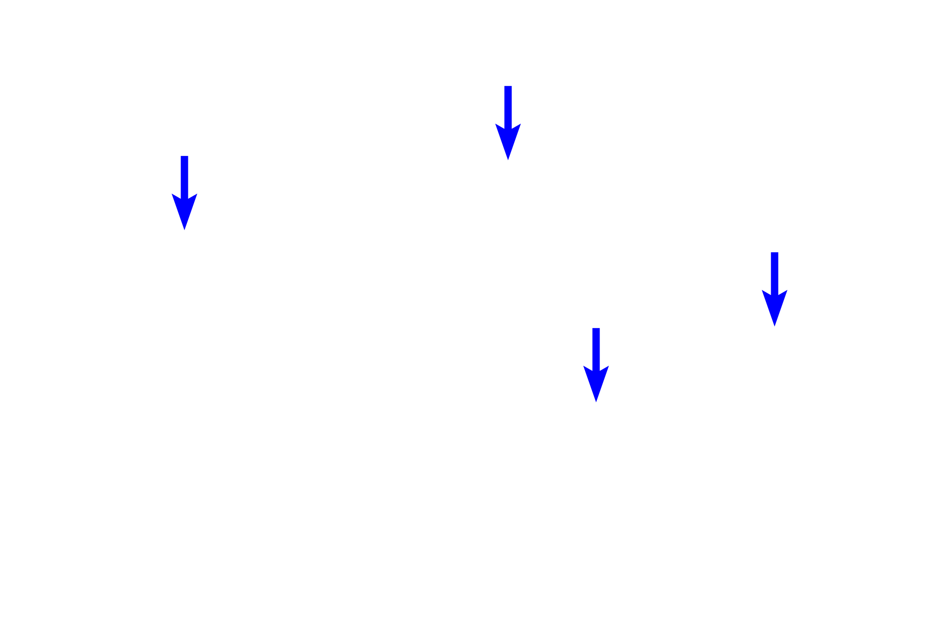 Interlobular ducts <p>The paired parotid glands are compound acinar glands and, thus, contribute only serous products to saliva.  Because of the presence of acini, the parotids have abundant striated ducts and the most intercalated ducts of the salivary glands.  The parotid lies anterior to the ear, and its main duct empties into the vestibule opposite the upper second molar tooth.  10x</p>
