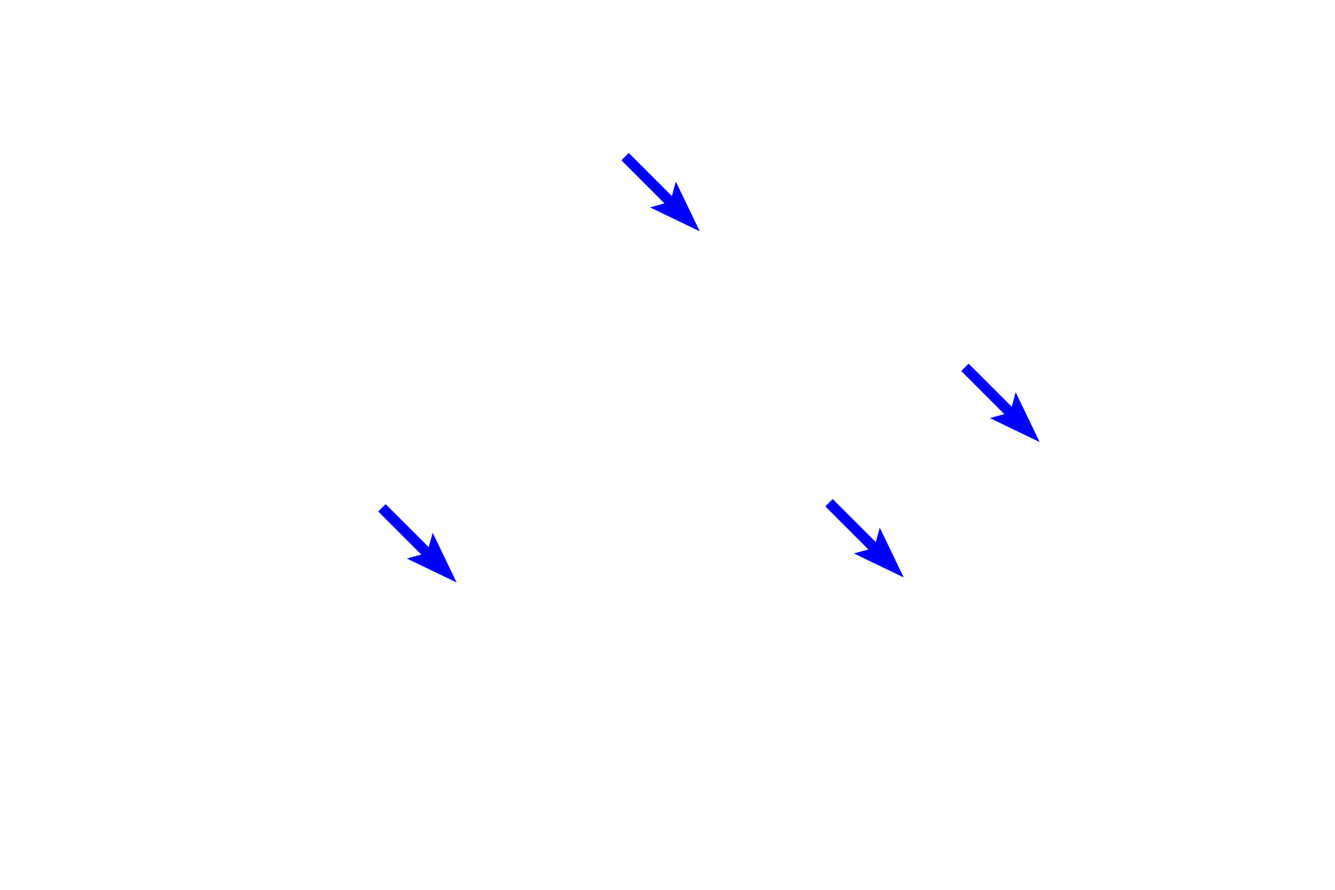 Interlobular connective tissue <p>The paired parotid glands are compound acinar glands and, thus, contribute only serous products to saliva.  Because of the presence of acini, the parotids have abundant striated ducts and the most intercalated ducts of the salivary glands.  The parotid lies anterior to the ear, and its main duct empties into the vestibule opposite the upper second molar tooth.  10x</p>
