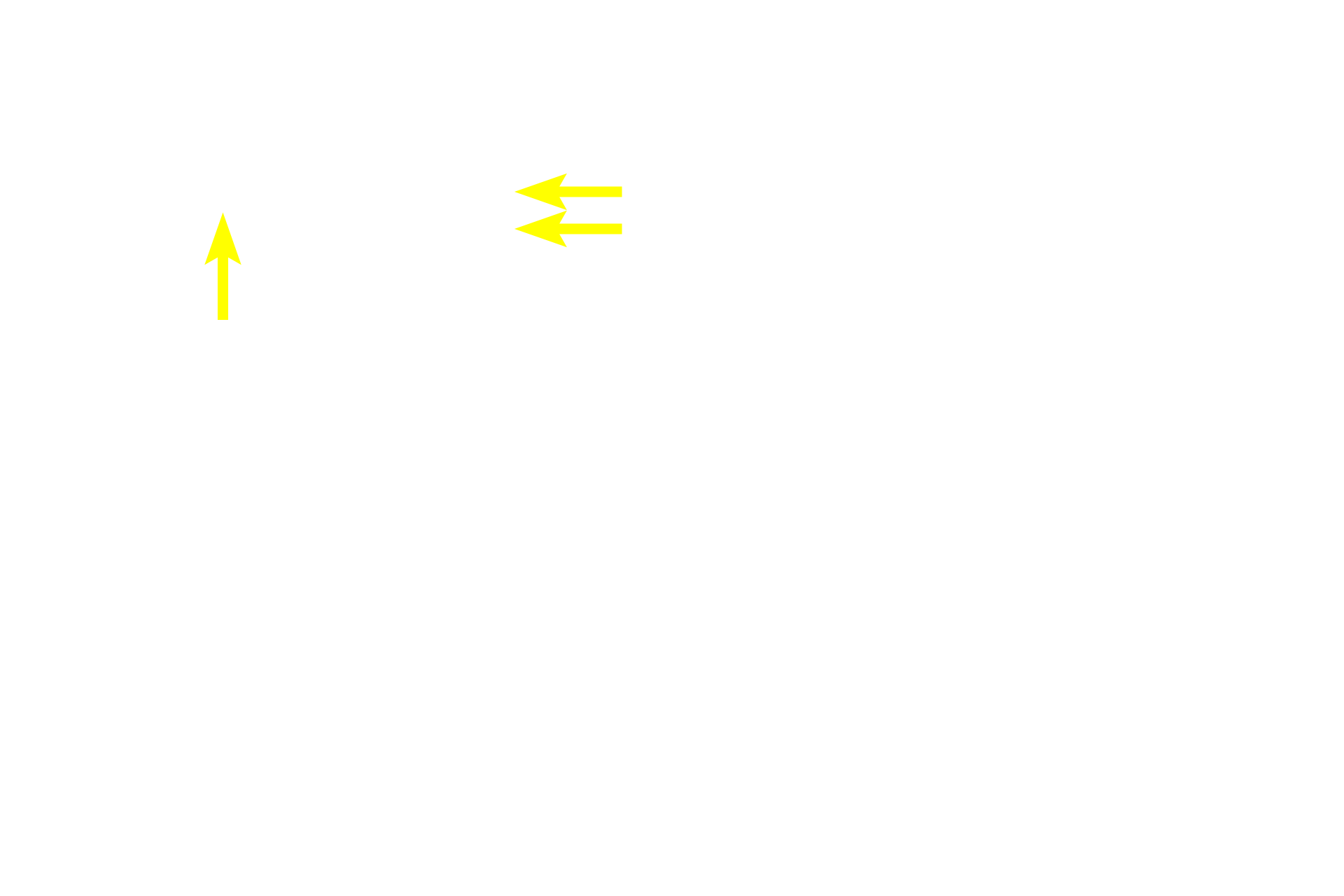  - Intercalated ducts <p>A single lobule shows the relationship of the secretory acini and the draining duct system.  Intercalated ducts drain individual acini and then form intralobular, striated ducts.  Striated ducts converge at the center of the lobule eventually forming an interlobular duct that exists the lobule.  200x</p>
