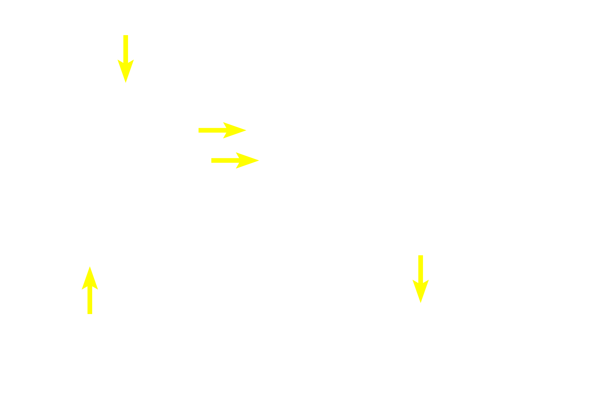  - Intralobular (striated) ducts <p>A single lobule shows the relationship of the secretory acini and the draining duct system.  Intercalated ducts drain individual acini and then form intralobular, striated ducts.  Striated ducts converge at the center of the lobule eventually forming an interlobular duct that exists the lobule.  200x</p>
