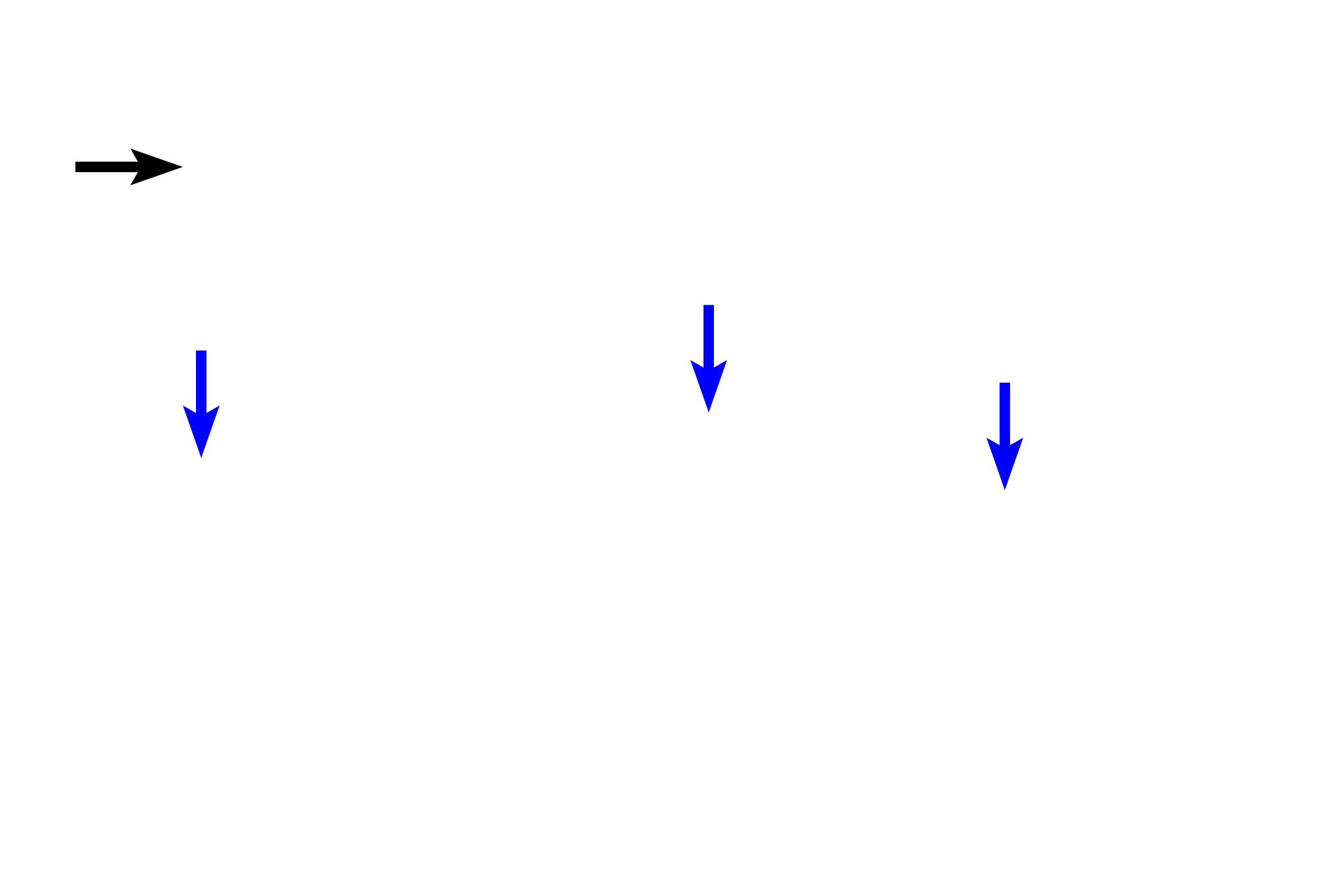 Interlobular ducts > <p>The smaller interlobular ducts are lined by stratified cuboidal epithelium (blue arrows), which becomes stratified columnar as the duct enlarges (black arrow).</p>
