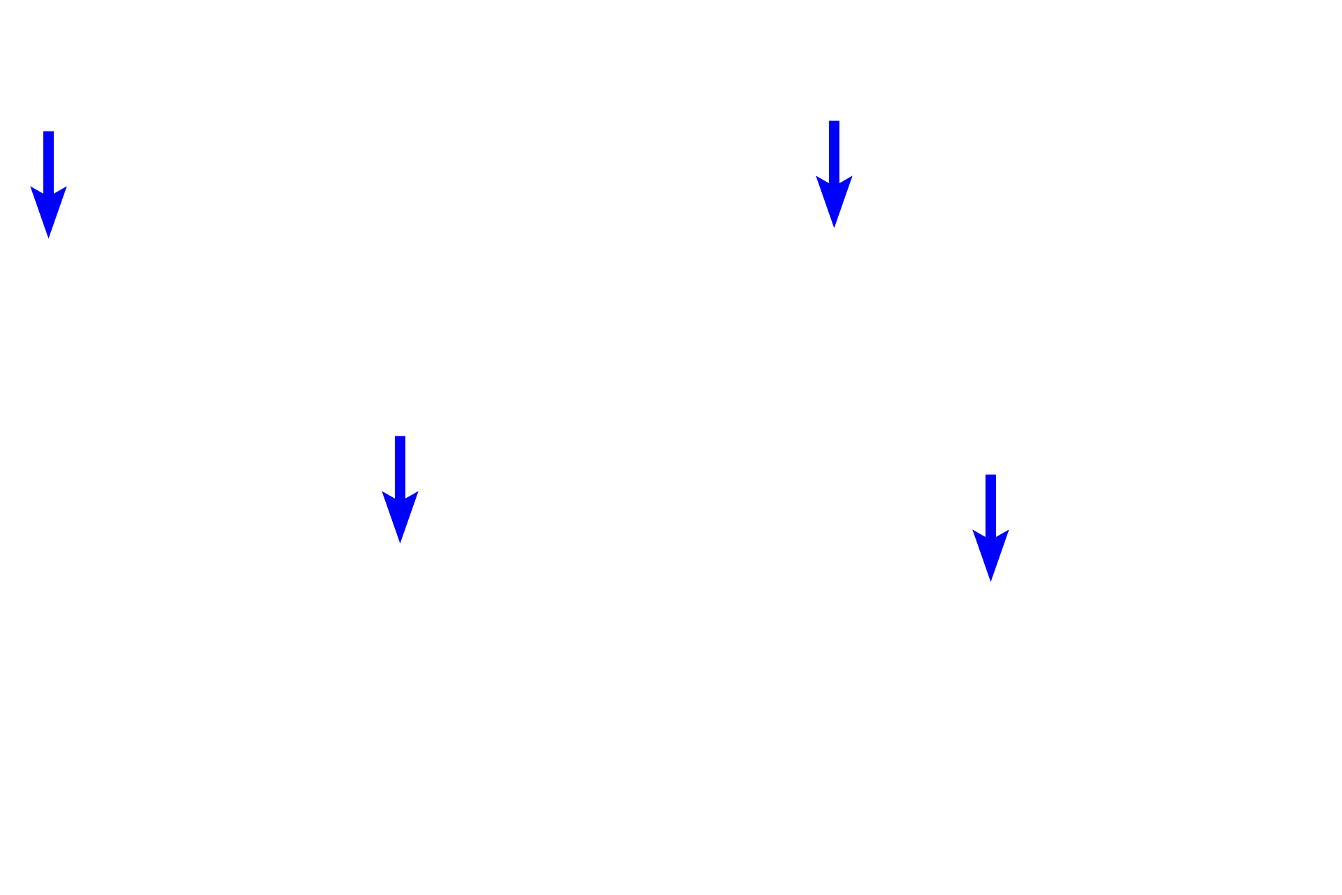 Blood vessels <p>The smaller interlobular ducts are lined by stratified cuboidal epithelium (blue arrows), which becomes stratified columnar as the duct enlarges (black arrow).</p>
