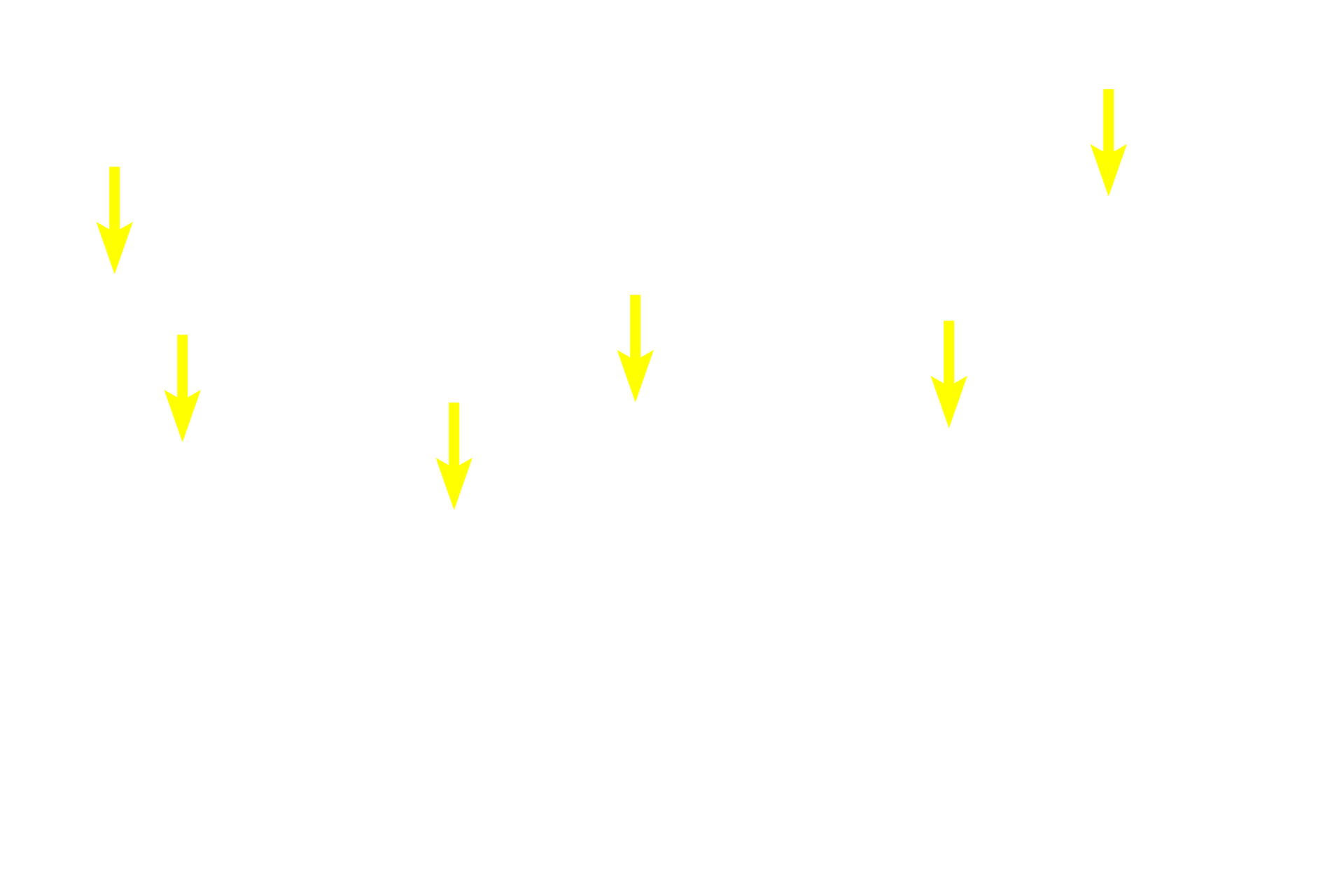  - Peripheral nuclei <p>Each acinus is composed of a grapefruit-shaped cluster of serous-producing cells.  Nuclei are peripherally located at the base of the cells; red secretory granules accumulate adjacent to the small central lumen, where they will be released.  The granule contents and their large numbers cause acinar cells to stain intensely.  400x</p>
