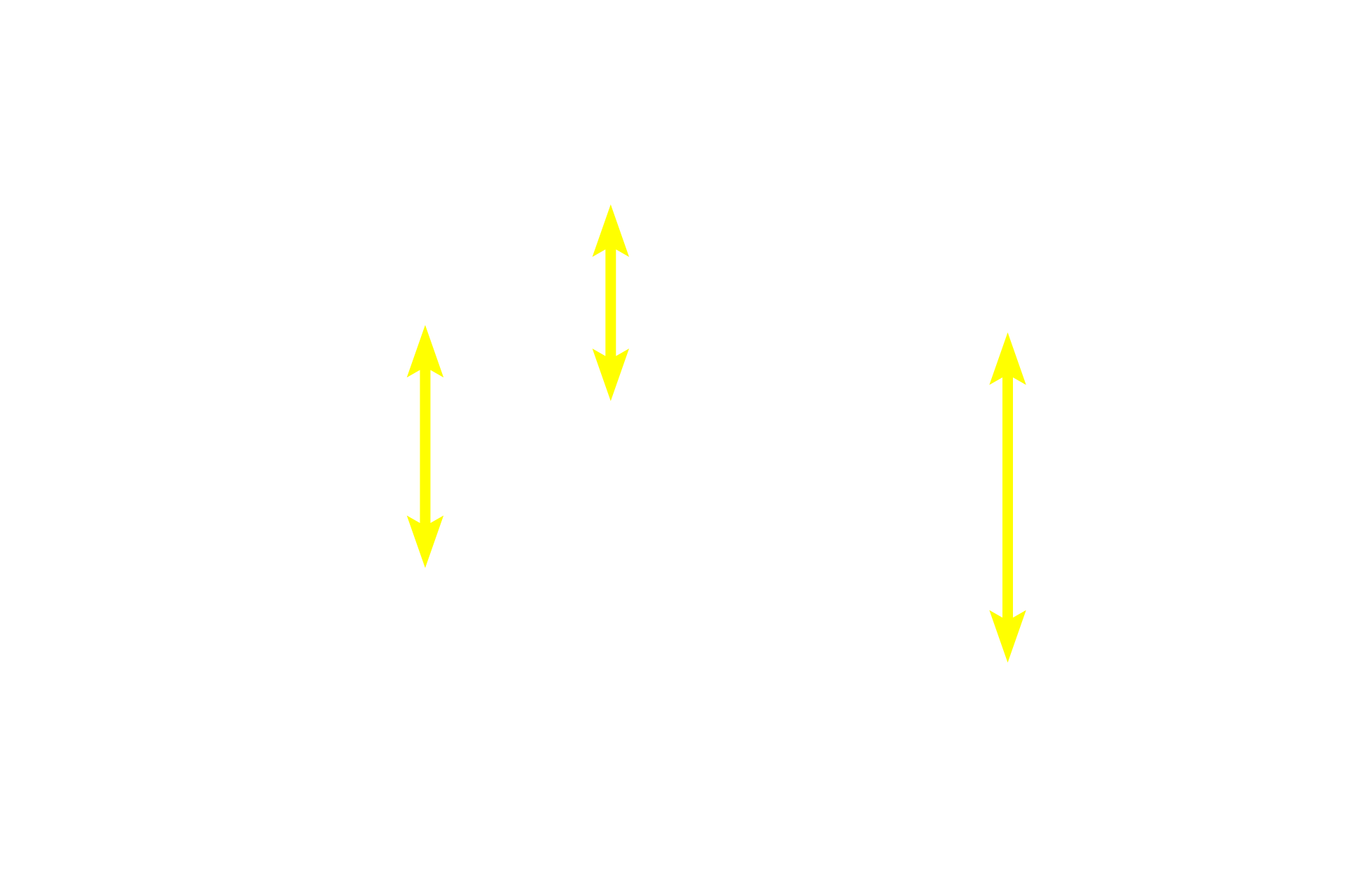 Serous acini <p>Serous secretions are released into the lumen of the acinus and continue into the smaller of the intralobular ducts, the intercalated ducts.  Intercalated ducts are initially lined by simple squamous epithelium which quickly becomes simple cuboidal.  Intercalated ducts are smaller in diameter than the acini.  The point where two acini empty into an intercalated duct is visible in this image.  600x</p>
