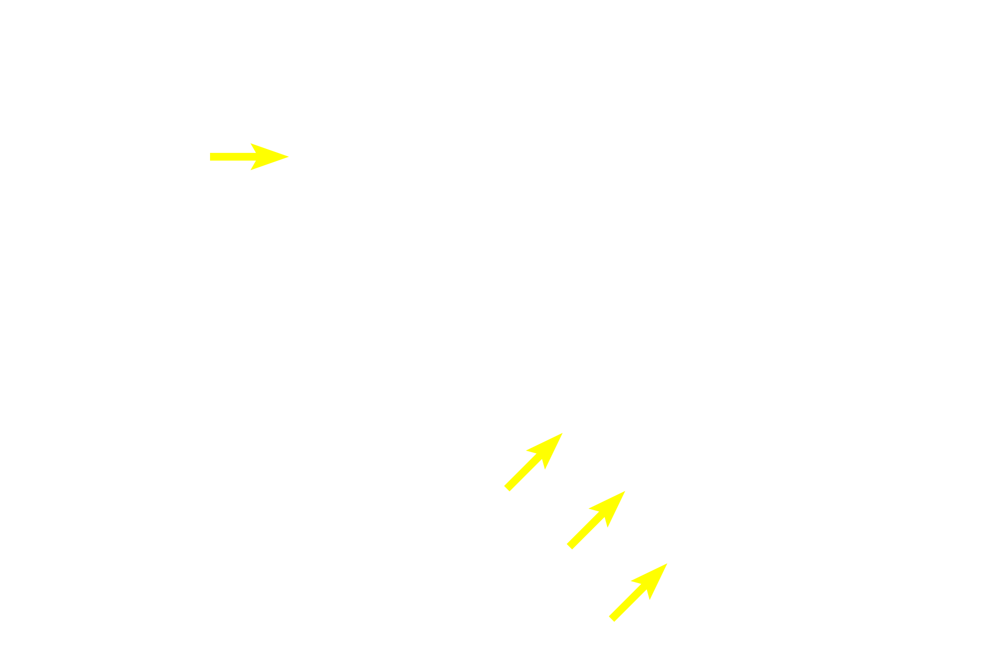 Intercalated duct > <p>The lining cells of Intercalated ducts add bicarbonate to the secretory product and absorb chloride ions from it.  Because it is composed entirely of acini, the parotid has more numerous ducts than the other salivary glands.</p>
