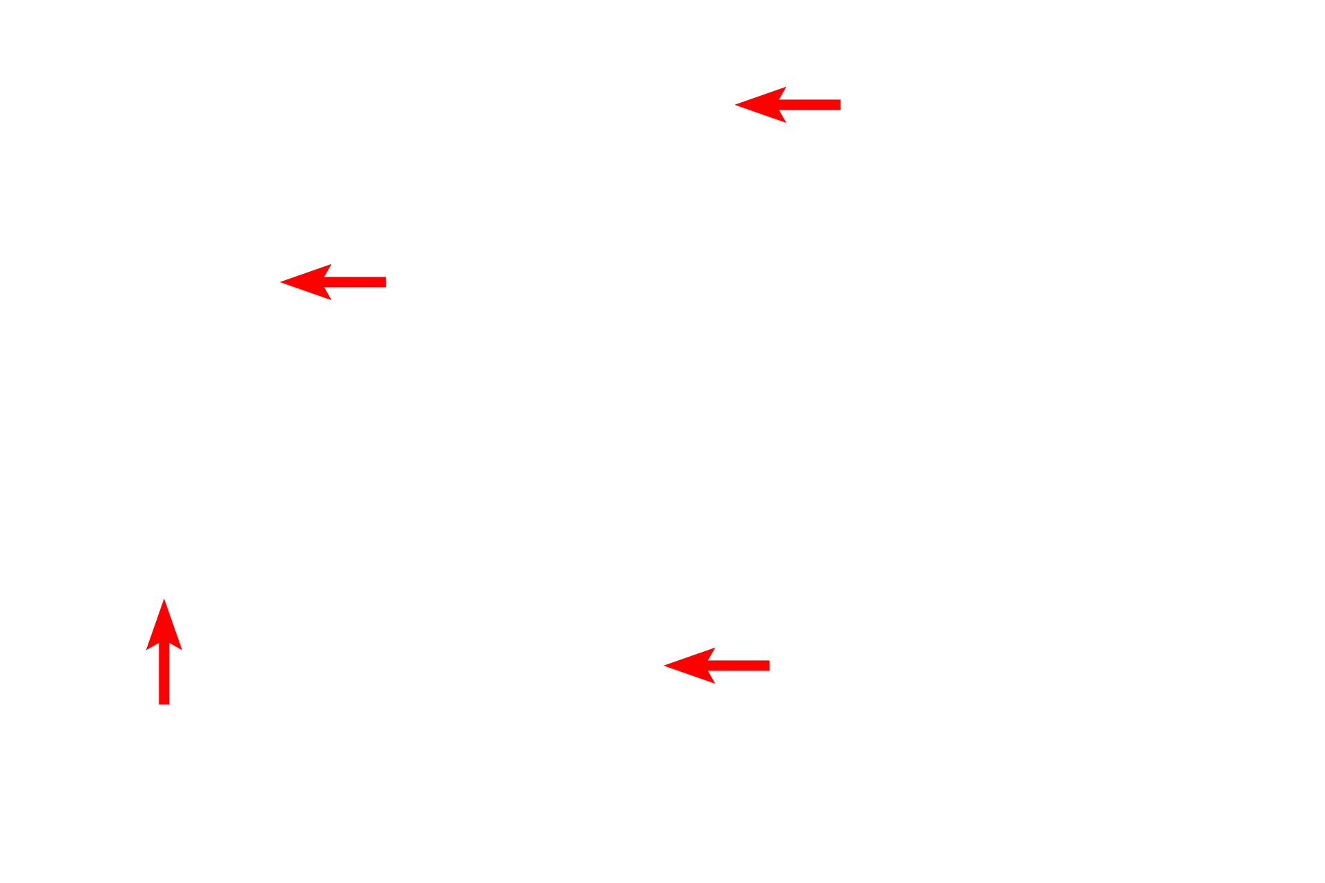  - Basal striations <p>Intercalated ducts anastomose to form the second intralobular duct, the striated duct.  A striated duct has a diameter equal to, or larger than that of an acinus, and is lined by simple columnar epithelium.  Numerous mitochondria and membrane infoldings at the bases of the epithelial cells produce peripheral striations, hence its name.  1000x</p>
