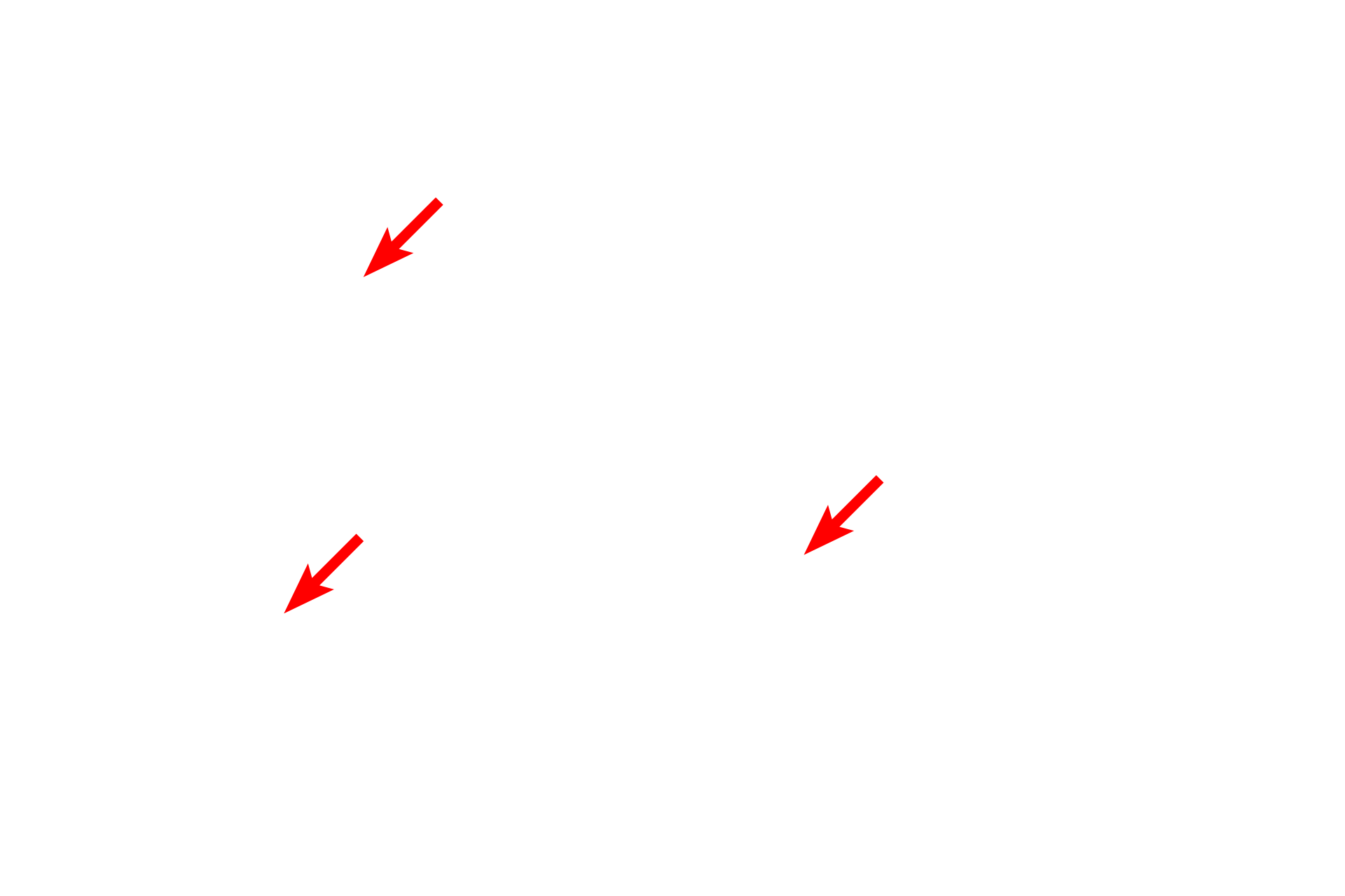  - Central nuclei <p>Intercalated ducts anastomose to form the second intralobular duct, the striated duct.  A striated duct has a diameter equal to, or larger than that of an acinus, and is lined by simple columnar epithelium.  Numerous mitochondria and membrane infoldings at the bases of the epithelial cells produce peripheral striations, hence its name.  1000x</p>
