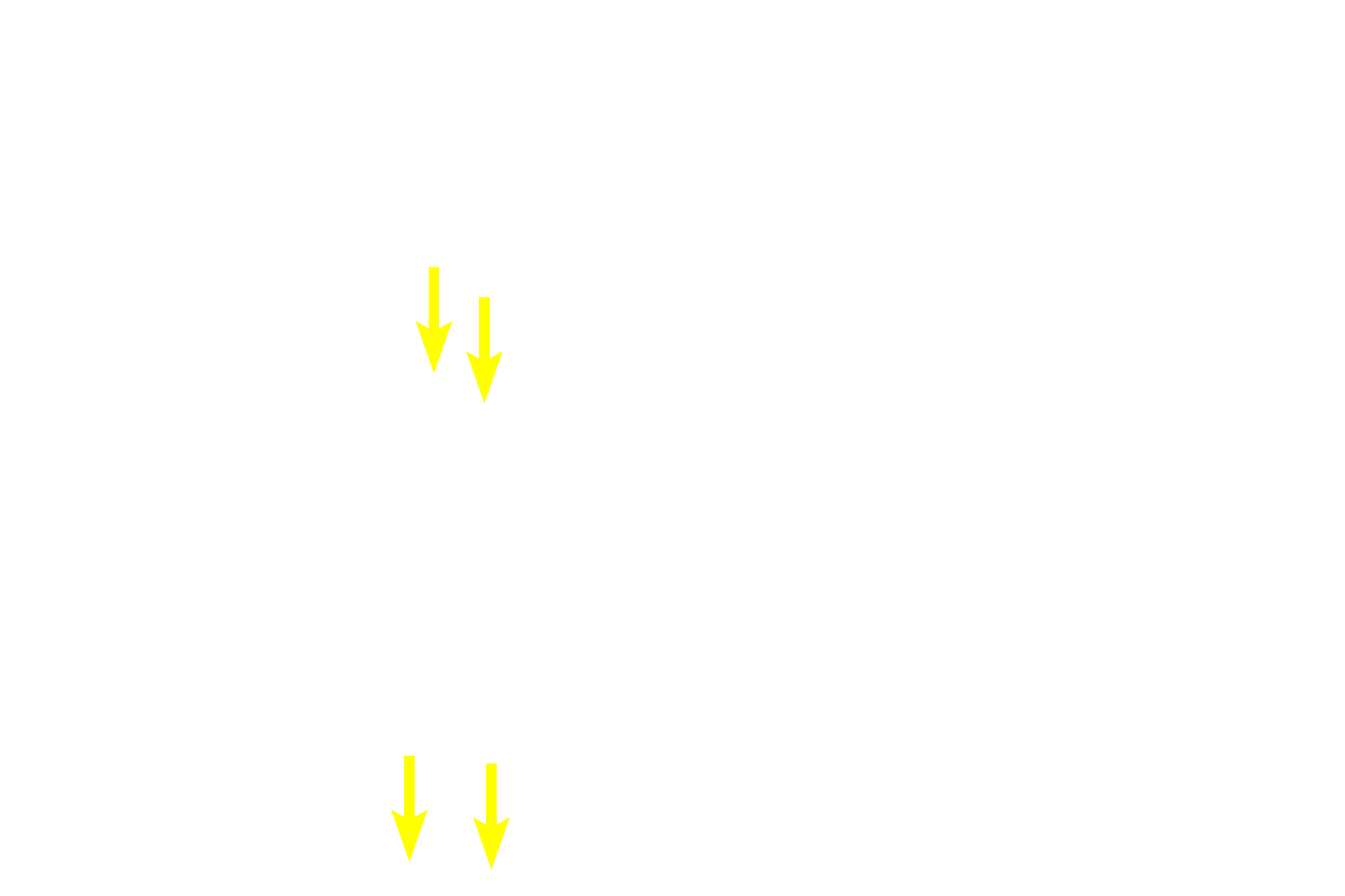 Nerves <p>Each circumvallate papilla is surrounded by a deep, circular sulcus into which the serous glands of von Ebner empty.  The connection between the duct of the glands and the sulcus is visible.  The secretory cells of the glands contain apical eosinophilic granules; their watery secretions cleanse the surfaces of the taste buds for the reception of new tastes.    400x</p>
