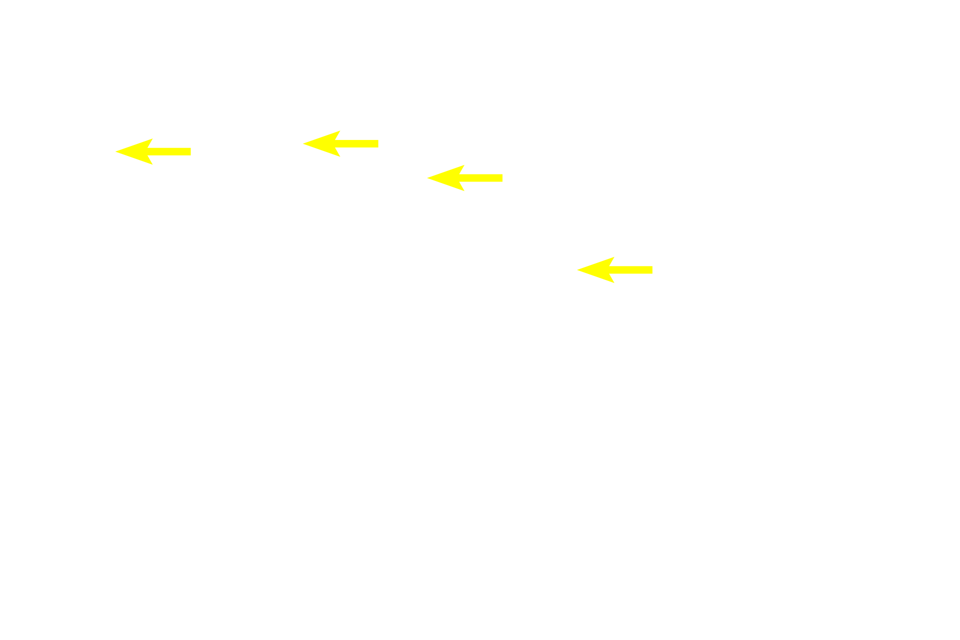  - Supporting cells <p>Taste buds contain three cell types: neuroepithelial (sensory) cells, which are the most numerous cell type; supporting cells; and basal (stem) cells.  Sensory and supporting cells extend from the base of the taste bud to the taste pore.  Sensory cells, whose nuclei are more euchromatic than supporting cells, extend microvilli into the pore to detect tastant molecules. 400x</p>
