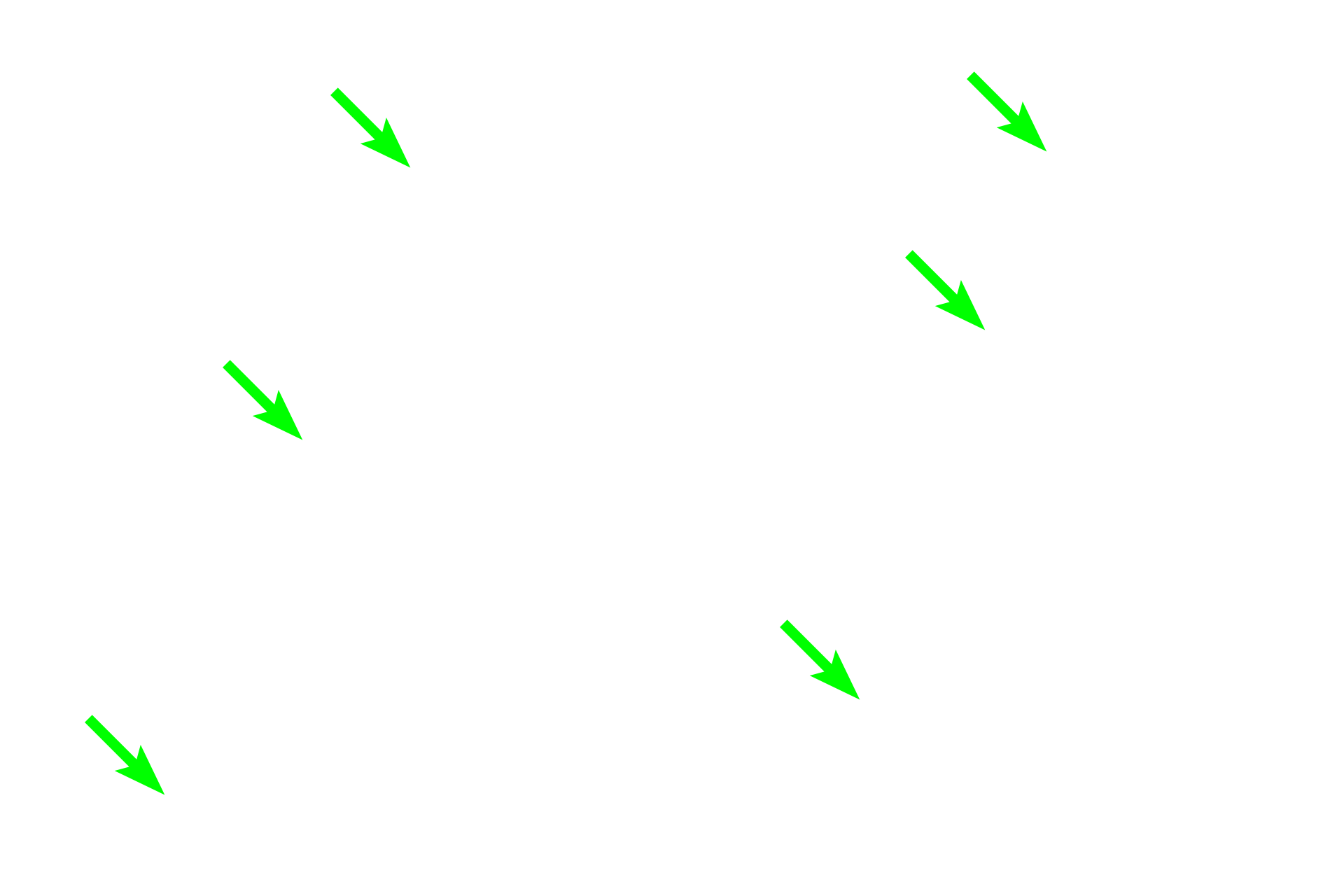  - Odontoblasts <p>Pulp, forming the central core of the tooth, is composed primarily of loose connective tissue that contains an extensive vascular supply and nerve plexus.  Odontoblasts line the pulp cavity and produce dentin.  Processes extend from the odontoblasts through dentinal tubules toward the enamel or cementum.</p>
