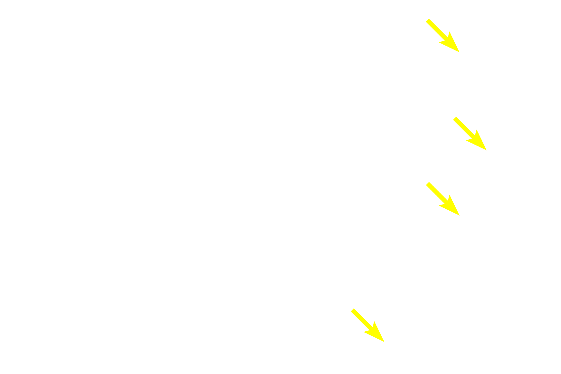 - Smooth muscle cross section <p>Muscularis externa is formed of inner circular and outer longitudinal muscle layers that produce propulsive peristaltic waves of contraction.  In the upper third of the esophagus, these layers are formed of skeletal muscle, which is involved with swallowing, a voluntary action.  In the middle one-third (seen here), skeletal and smooth muscles are intermixed.  In the lower one-third, only smooth muscle is present.  Innervation is provided by the myenteric (Auerbach’s) plexus.  400x</p>
