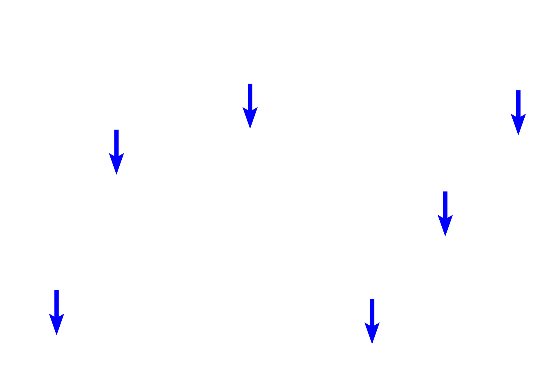Skeletal muscle nuclei <p>In the middle part of the muscularis externa of the esophagus, smooth muscle fibers and skeletal muscle fibers occur together.  In this field, compare the size of the fibers and location of the nuclei of these two muscle types.  Striations are also evident in the longitudinally-sectioned skeletal muscle fibers.  1000x</p>
