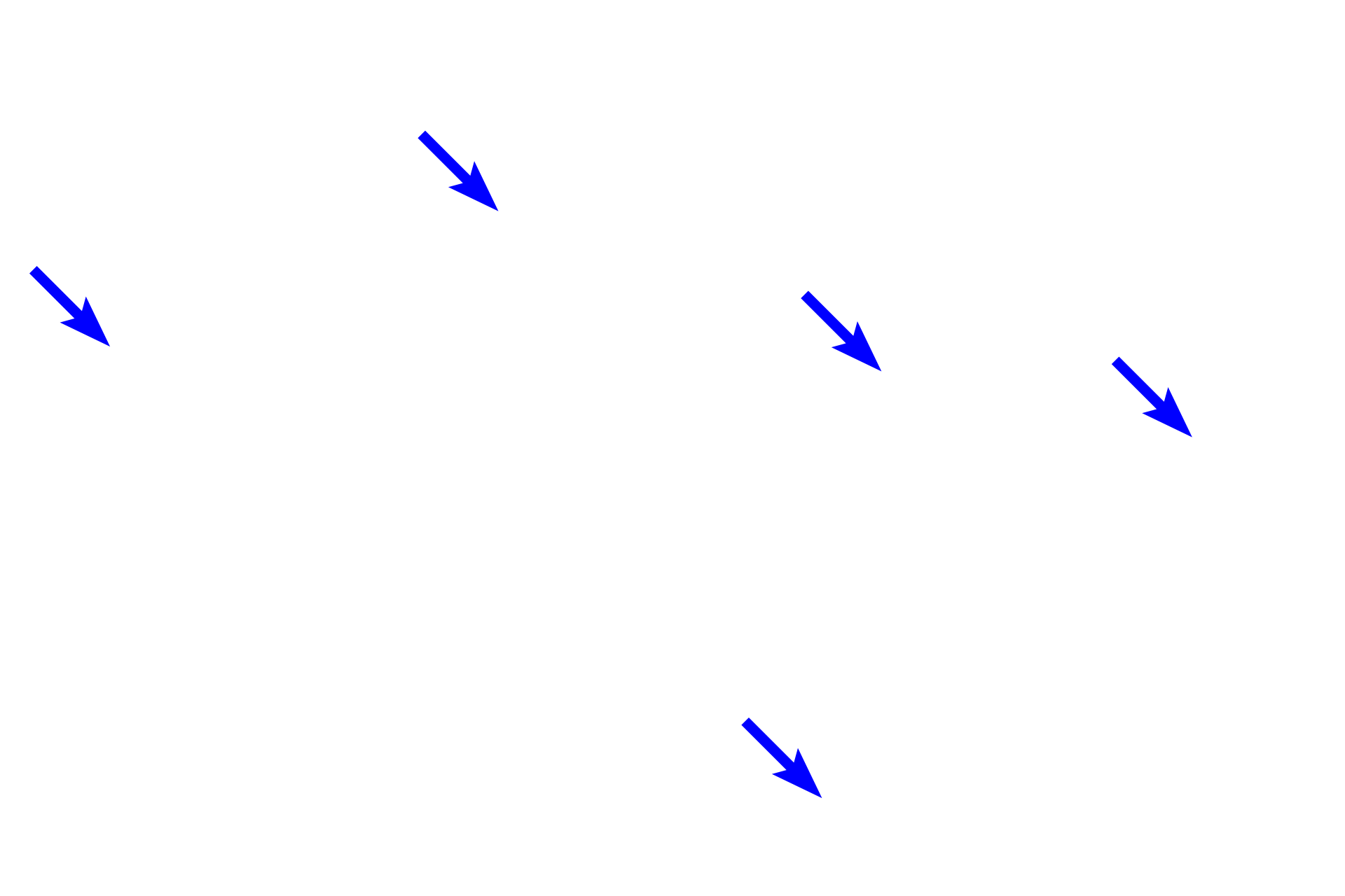 Capillaries <p>In the middle part of the muscularis externa of the esophagus, smooth muscle fibers and skeletal muscle fibers occur together.  In this field, compare the size of the fibers and location of the nuclei of these two muscle types.  Striations are also evident in the longitudinally-sectioned skeletal muscle fibers.  1000x</p>
