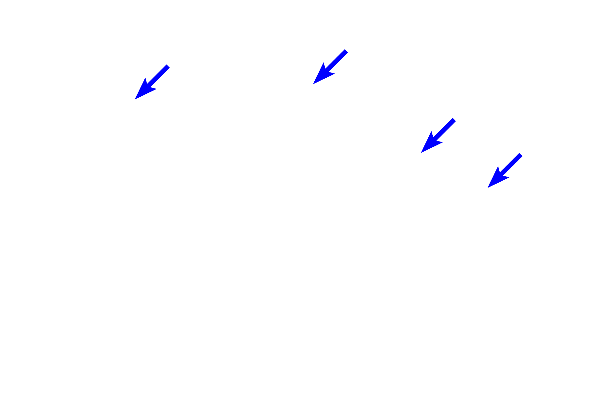 Goblet cells <p>The intestinal glands of the colon are simple tubular glands, which are longer than the mucosa.  Therefore, the bases of the glands curl as they near the muscularis mucosae.  Simple columnar epithelium, composed of goblet cells and absorptive cells with microvilli, lines the large intestine.  400x</p>
