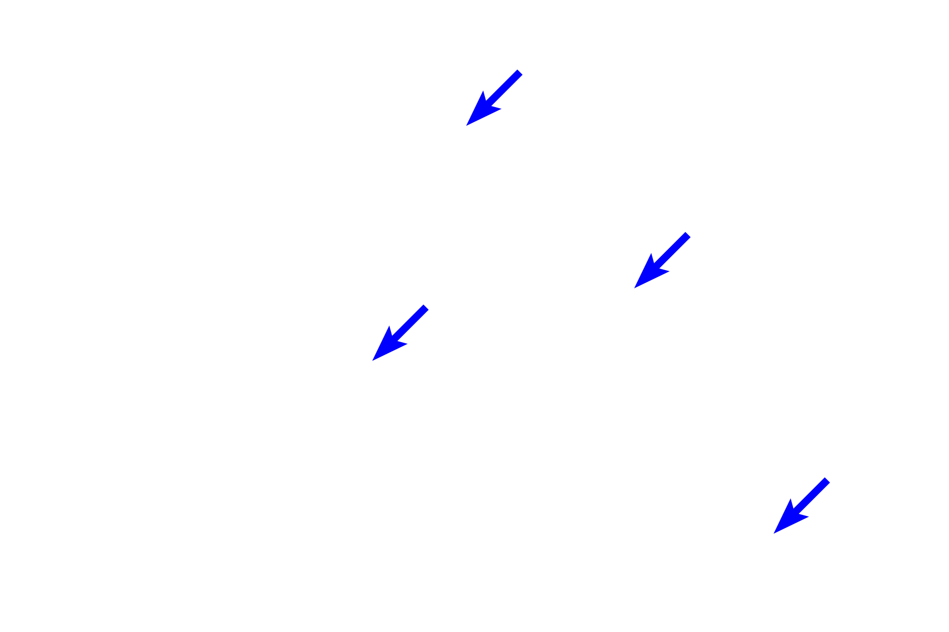 Lamina propria <p>The intestinal glands of the colon are simple tubular glands, which are longer than the mucosa.  Therefore, the bases of the glands curl as they near the muscularis mucosae.  Simple columnar epithelium, composed of goblet cells and absorptive cells with microvilli, lines the large intestine.  400x</p>
