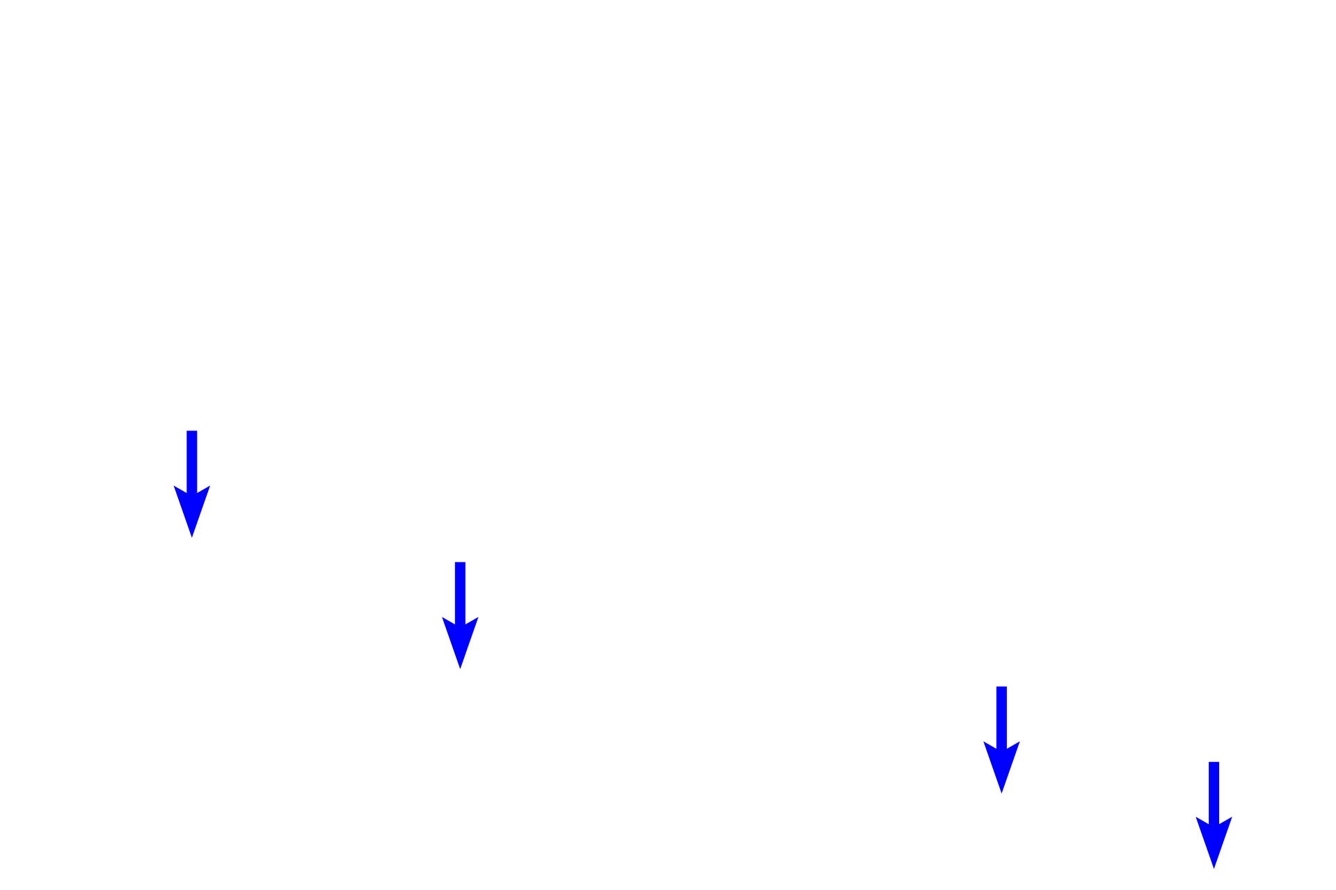 Muscularis mucosae <p>The intestinal glands of the colon are simple tubular glands, which are longer than the mucosa.  Therefore, the bases of the glands curl as they near the muscularis mucosae.  Simple columnar epithelium, composed of goblet cells and absorptive cells with microvilli, lines the large intestine.  400x</p>
