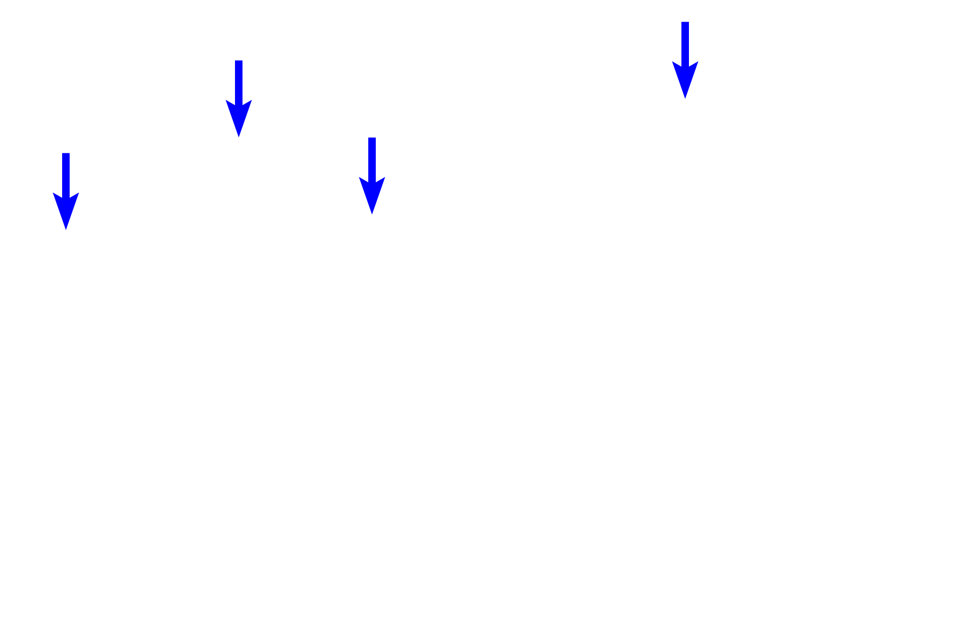  - Absorptive cells (enterocytes) <p>The straightness of the intestinal glands of the large intestine is evident.  Absorptive and goblet cells are the major cell types of these glands;  enteroendocrine cells are reduced in number from the small intestine, and Paneth cells are absent.  Muscularis mucosae is frequently comprised of two layers in the large intestine.  200x</p>
