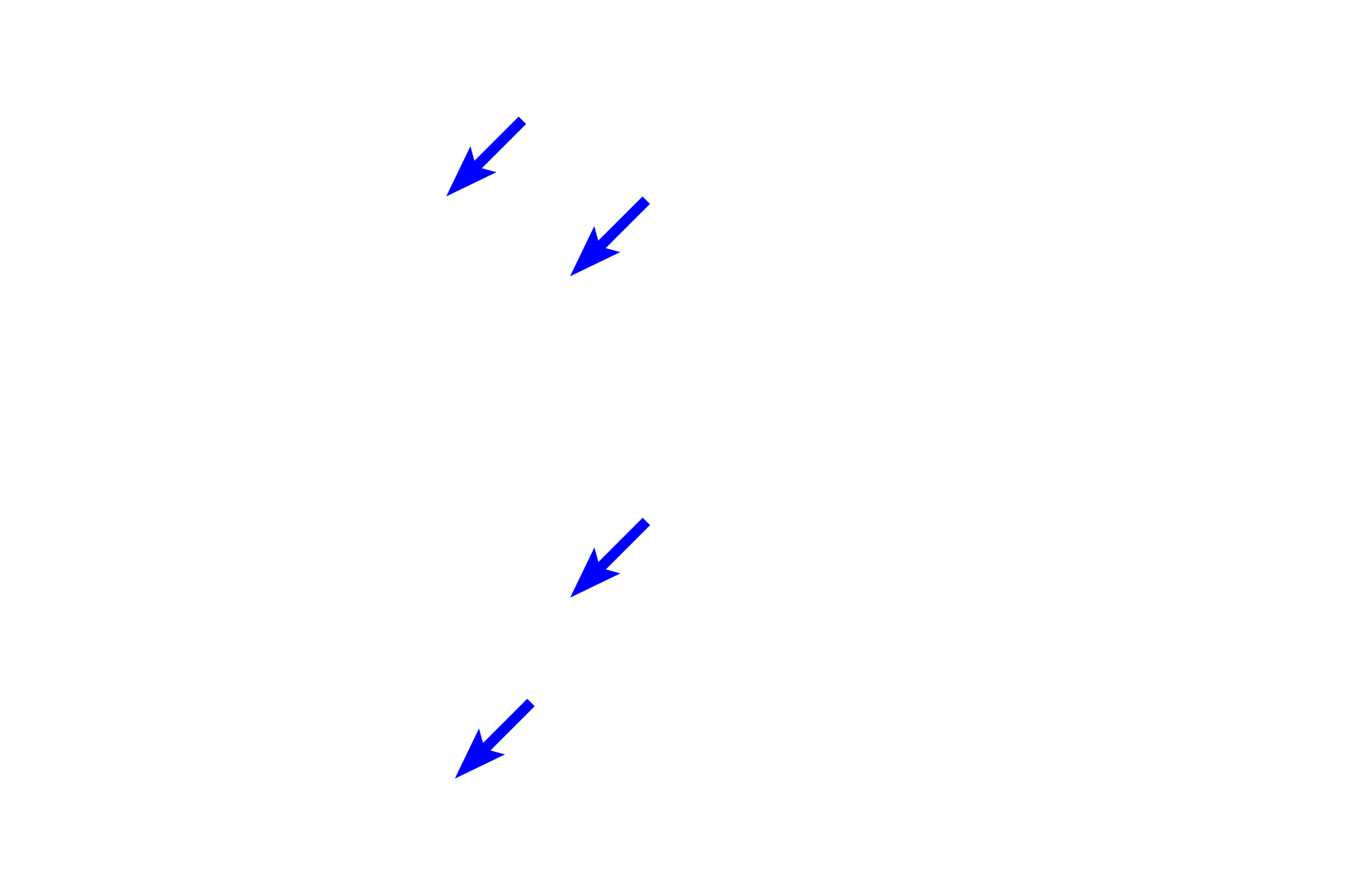  - Goblet cells <p>The straightness of the intestinal glands of the large intestine is evident.  Absorptive and goblet cells are the major cell types of these glands;  enteroendocrine cells are reduced in number from the small intestine, and Paneth cells are absent.  Muscularis mucosae is frequently comprised of two layers in the large intestine.  200x</p>

