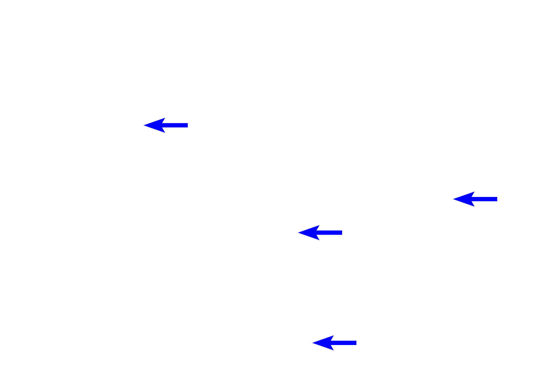  - Lamina propria <p>The straightness of the intestinal glands of the large intestine is evident.  Absorptive and goblet cells are the major cell types of these glands;  enteroendocrine cells are reduced in number from the small intestine, and Paneth cells are absent.  Muscularis mucosae is frequently comprised of two layers in the large intestine.  200x</p>
