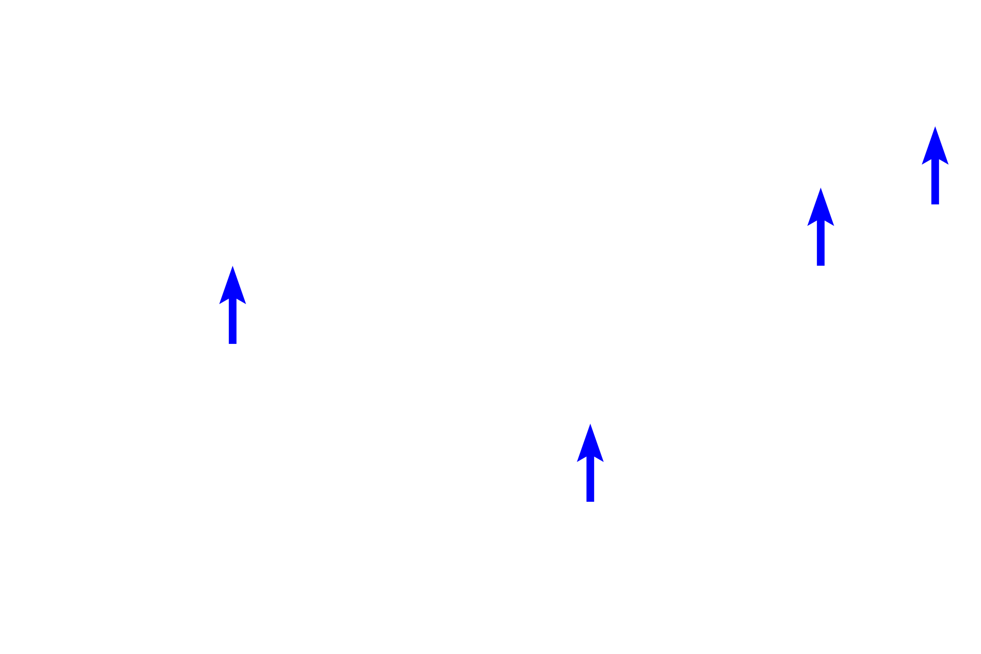 Blood vessels <p>At higher magnification the bases of the intestinal glands (crypts of Lieberkuhn) can be seen adjacent to the bilaminar muscularis mucosae.  Numerous small blood vessels and capillaries are obvious in the submucosa.  400x</p>
