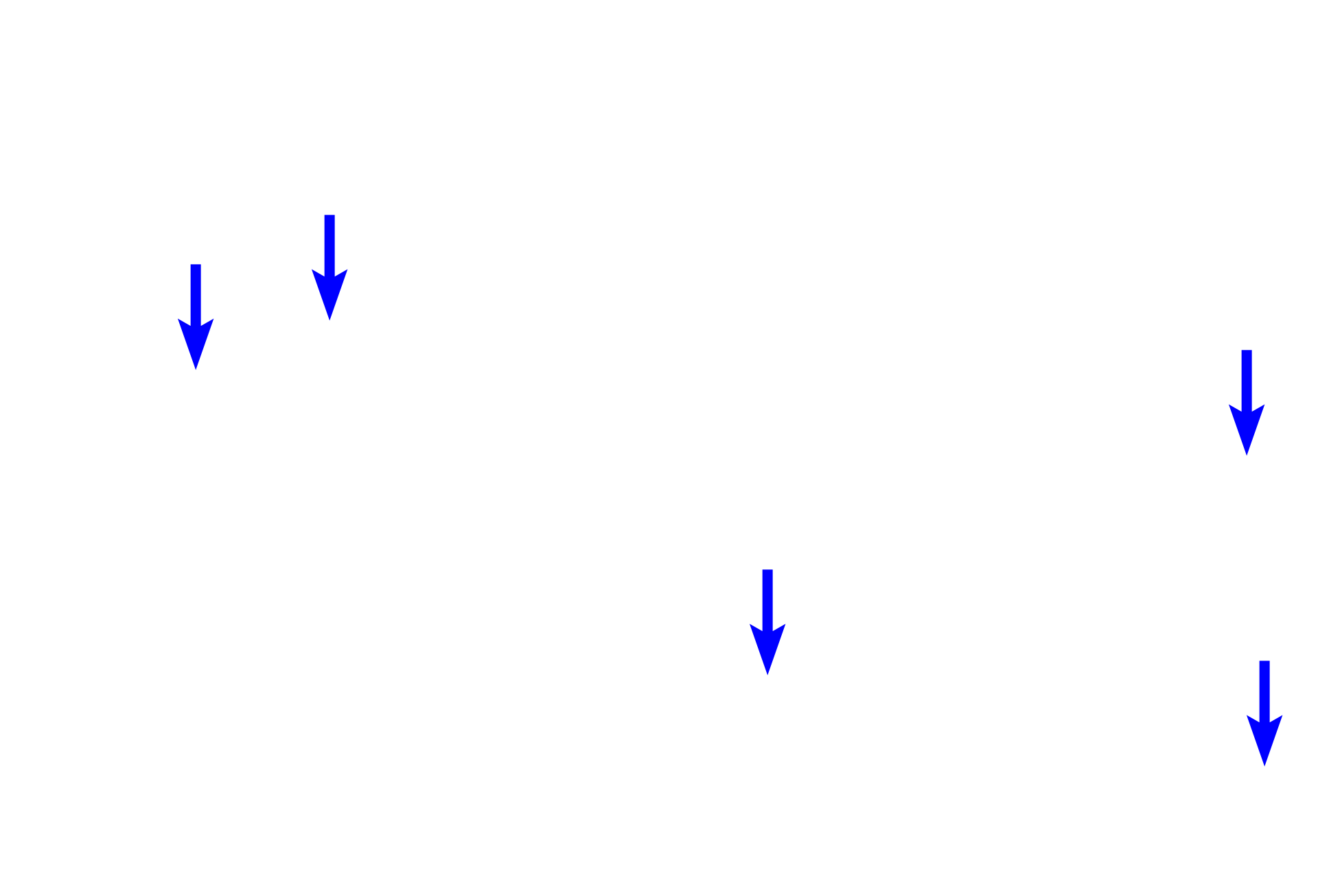 Smooth muscle fibers <p>At higher magnification, four neuronal cell bodies can be seen in this ganglion of the submucosal plexus.  Located in the submucosa, this plexus primarily supplies smooth muscle of the muscularis mucosae.  800x</p>

