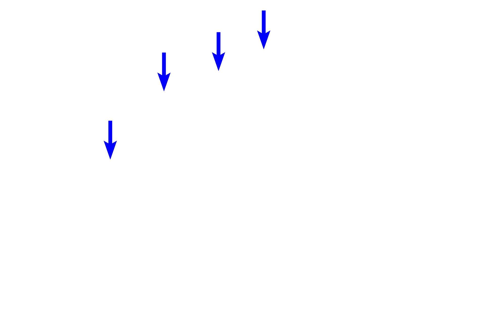  - Supporting cells <p>At higher magnification, four neuronal cell bodies can be seen in this ganglion of the submucosal plexus.  Located in the submucosa, this plexus primarily supplies smooth muscle of the muscularis mucosae.  800x</p>
