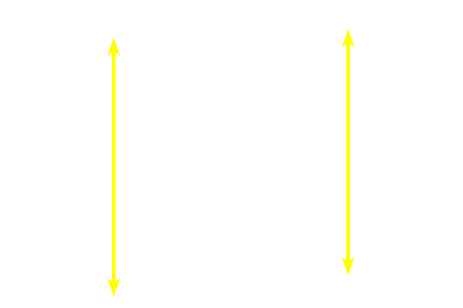 Sheet gland <p>The simple columnar epithelium lining the stomach is modified to form a sheet gland, with each cell in the sheet actively producing the mucus that protects the stomach from its acidic environment.  Mucin accumulates in the apex of each cell while the cytoplasm and nucleus are squeezed into the slender stem of the cell.  1000x</p>
