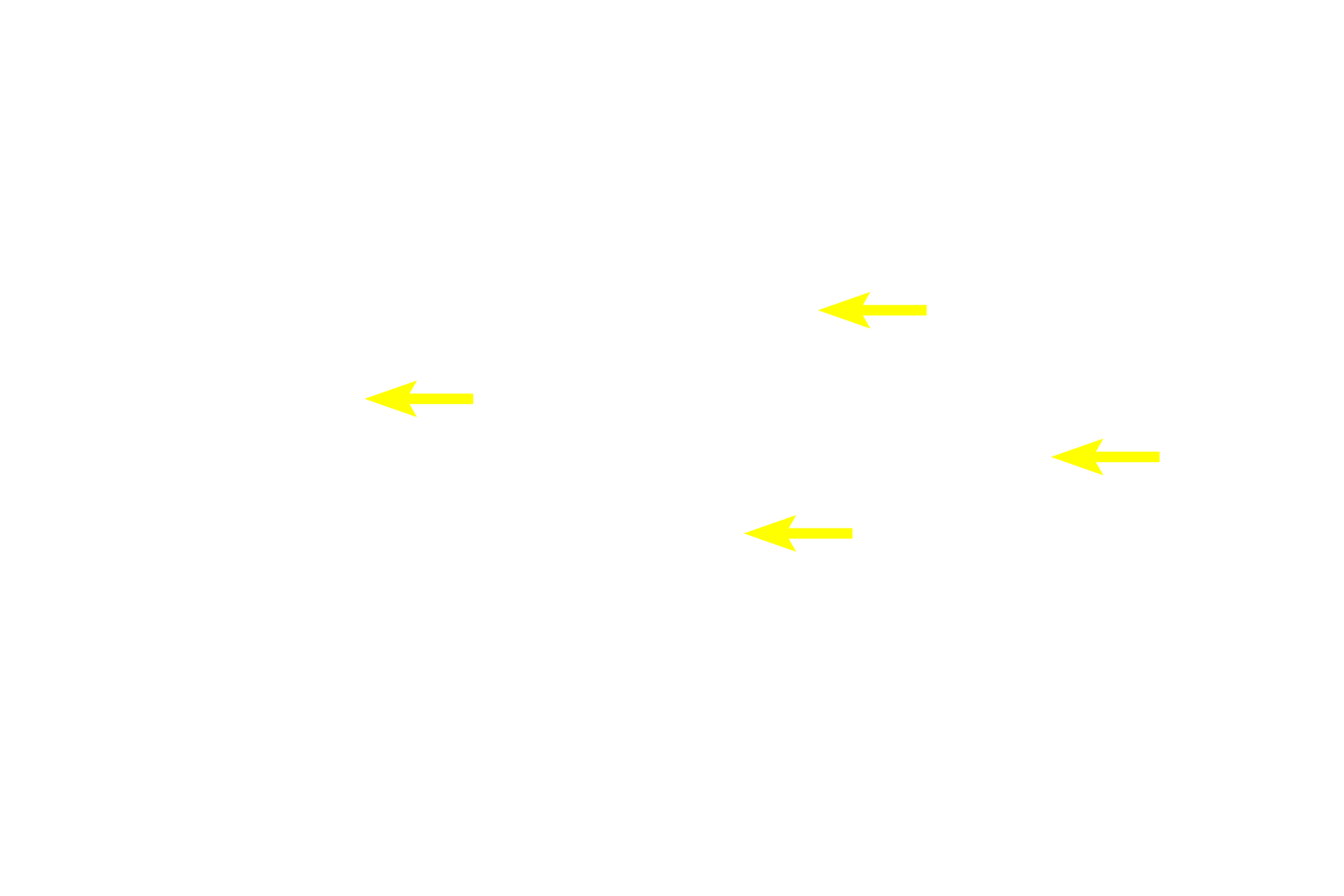 Nuclei <p>The simple columnar epithelium lining the stomach is modified to form a sheet gland, with each cell in the sheet actively producing the mucus that protects the stomach from its acidic environment.  Mucin accumulates in the apex of each cell while the cytoplasm and nucleus are squeezed into the slender stem of the cell.  1000x</p>
