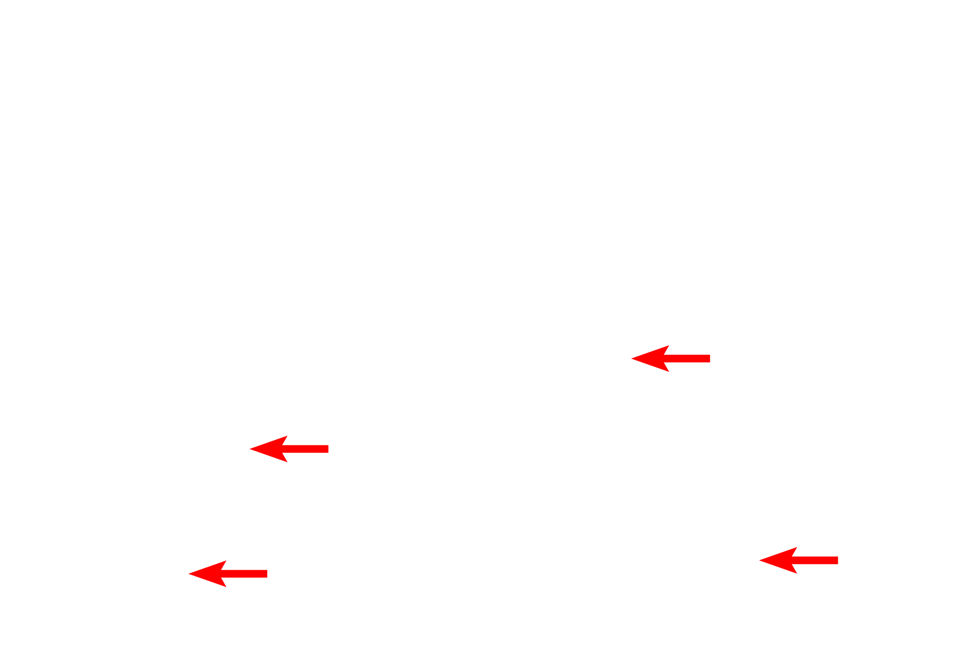 Basal part of cells <p>The simple columnar epithelium lining the stomach is modified to form a sheet gland, with each cell in the sheet actively producing the mucus that protects the stomach from its acidic environment.  Mucin accumulates in the apex of each cell while the cytoplasm and nucleus are squeezed into the slender stem of the cell.  1000x</p>
