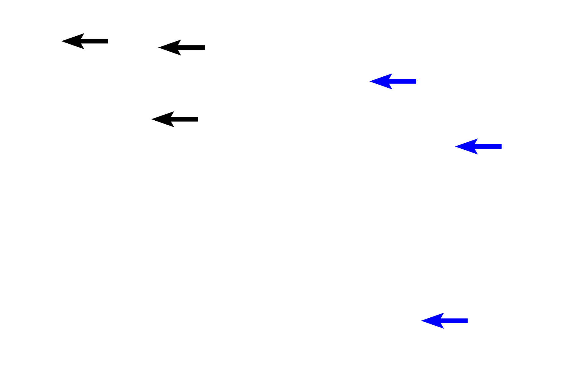  - Lamina propria <p>In the gastric mucosa, the epithelium is modified to form a sheet gland.  Gastric pits invaginate from this surface, and gastric glands extend from the base of the pits to the muscularis mucosae.  The lamina propria is composed of loose connective tissue; a thick muscularis mucosae is visible.  10x, 100x</p>

