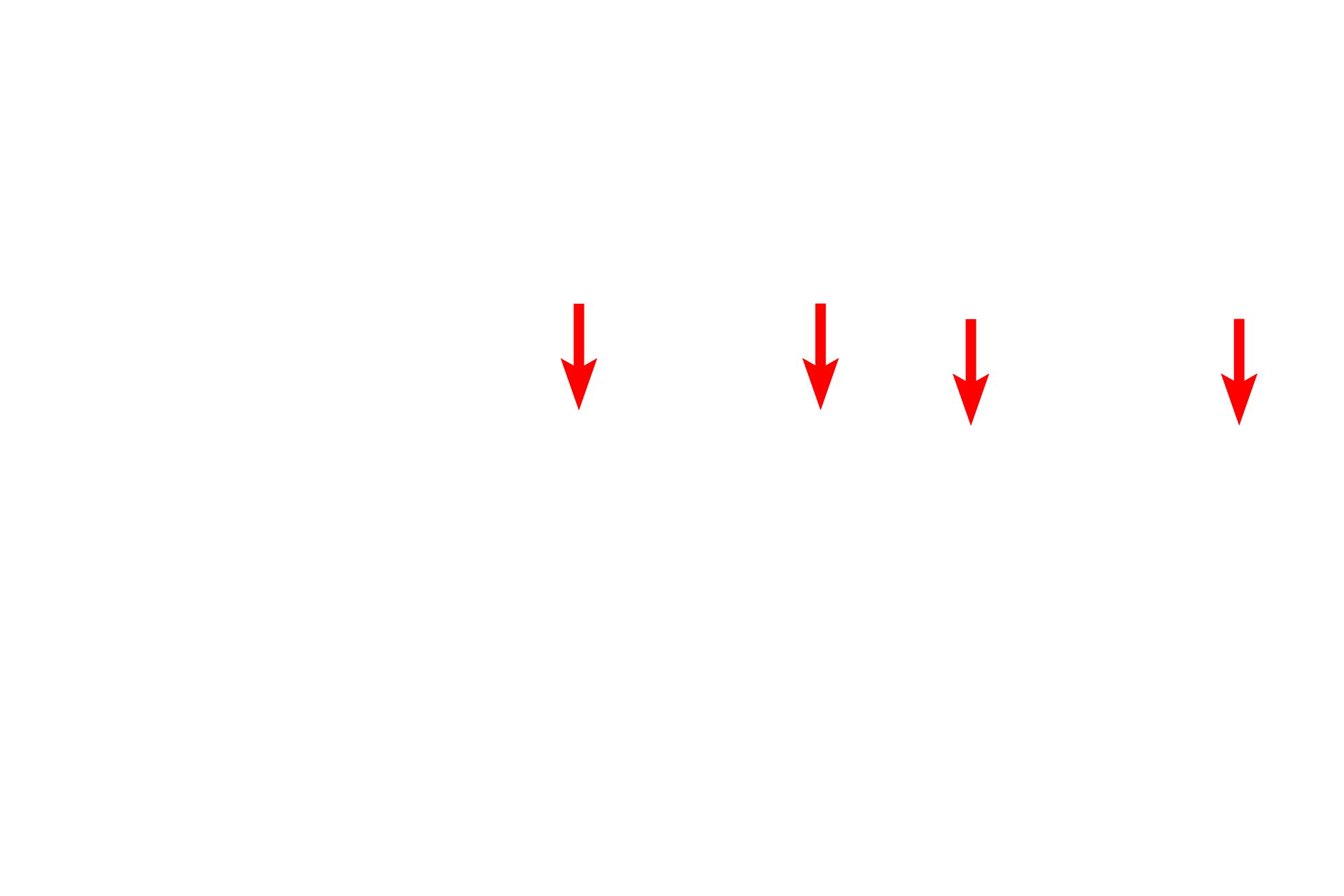  - Neuron cell bodies <p>The submucosa of the digestive system is composed of dense connective tissue, possessing an extensive meshwork of axons and ganglia called the submucosal (Meissner’s) plexus.  This plexus supplies autonomic innervation to muscularis mucosae and glands.  Ganglia in the plexus contain postganglionic parasympathetic nerve cell bodies.  Trichrome stain, 100x, 800x</p>
