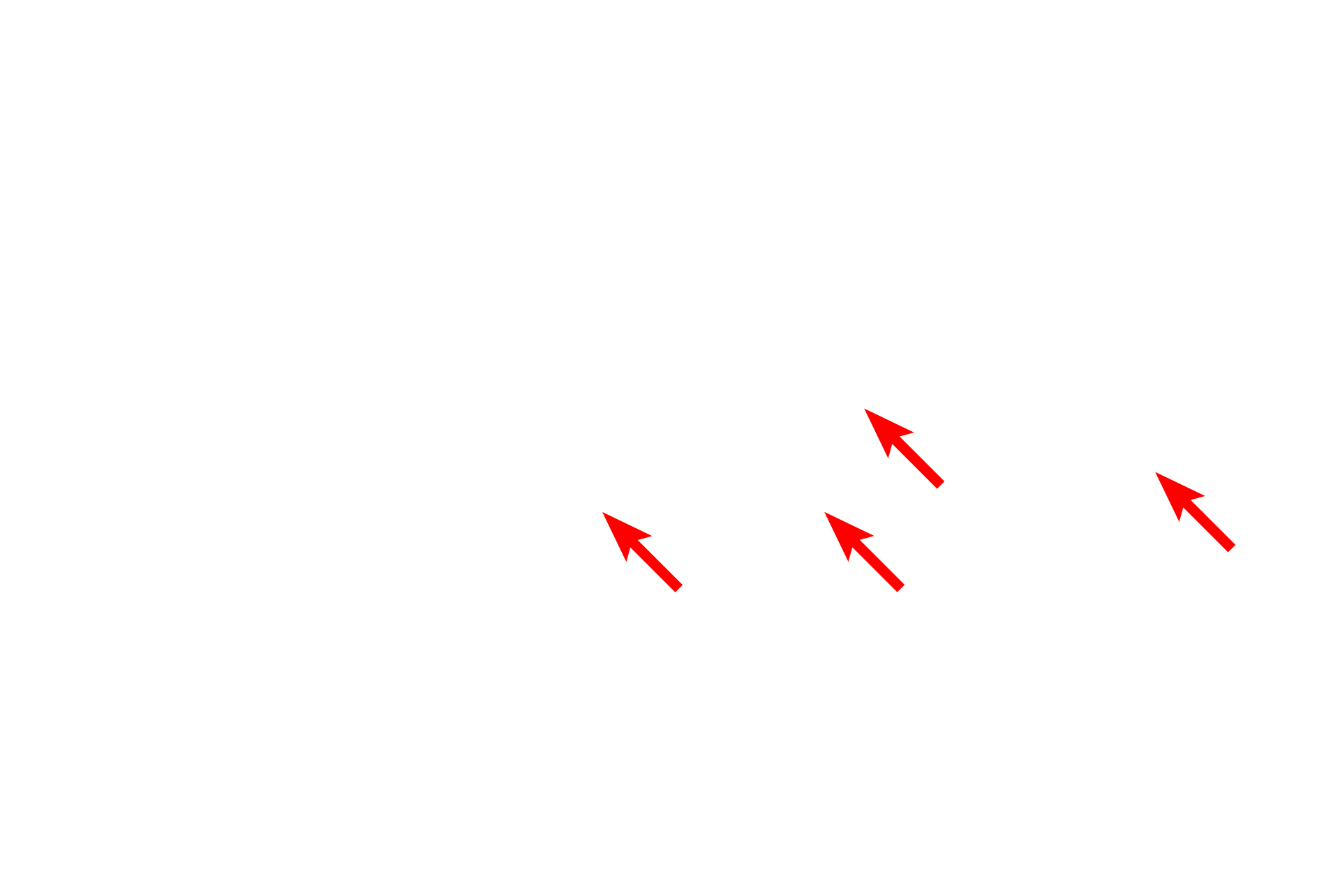  - Supporting cells <p>The myenteric (Auerbach’s) plexus lies between the layers of the muscularis externa throughout the tubular digestive system, providing autonomic innervation to the smooth muscle of muscularis externa.  The plexus is a network of unmyelinated axons and ganglia, whose large neuronal cell bodies give rise to the postganglionic parasympathetic fibers in the plexus.  Trichrome stain, 1000x</p>
