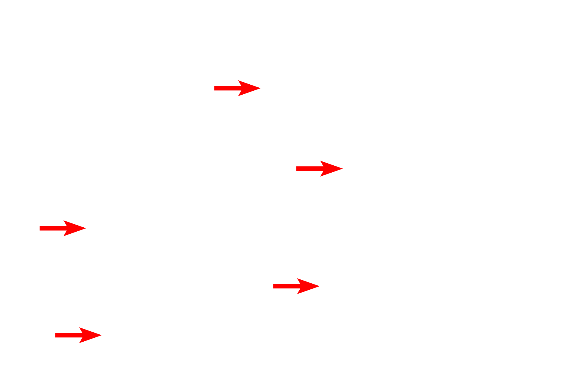  - Lamina propria <p>A trichrome stain demonstrates the pyloric mucosa.  Deep, wide gastric pits, interconnecting the surface with the pyloric glands, are longer than the glands.  Pyloric glands possess mostly mucus-secreting cells and are quite tortuous, so that they are cut in multiple planes when sectioned.  100x</p>
