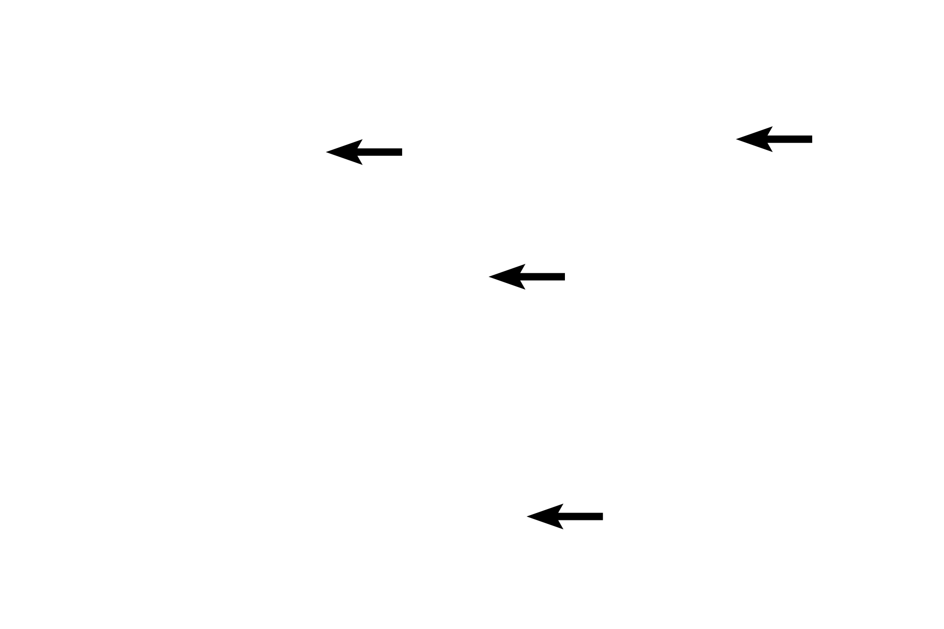  - Lamina propria <p>In the fundus and body of the stomach, gastric pits are much shorter than are the gastric glands.  These glands, termed fundic glands, possess a variety of cell types.  100x</p>

