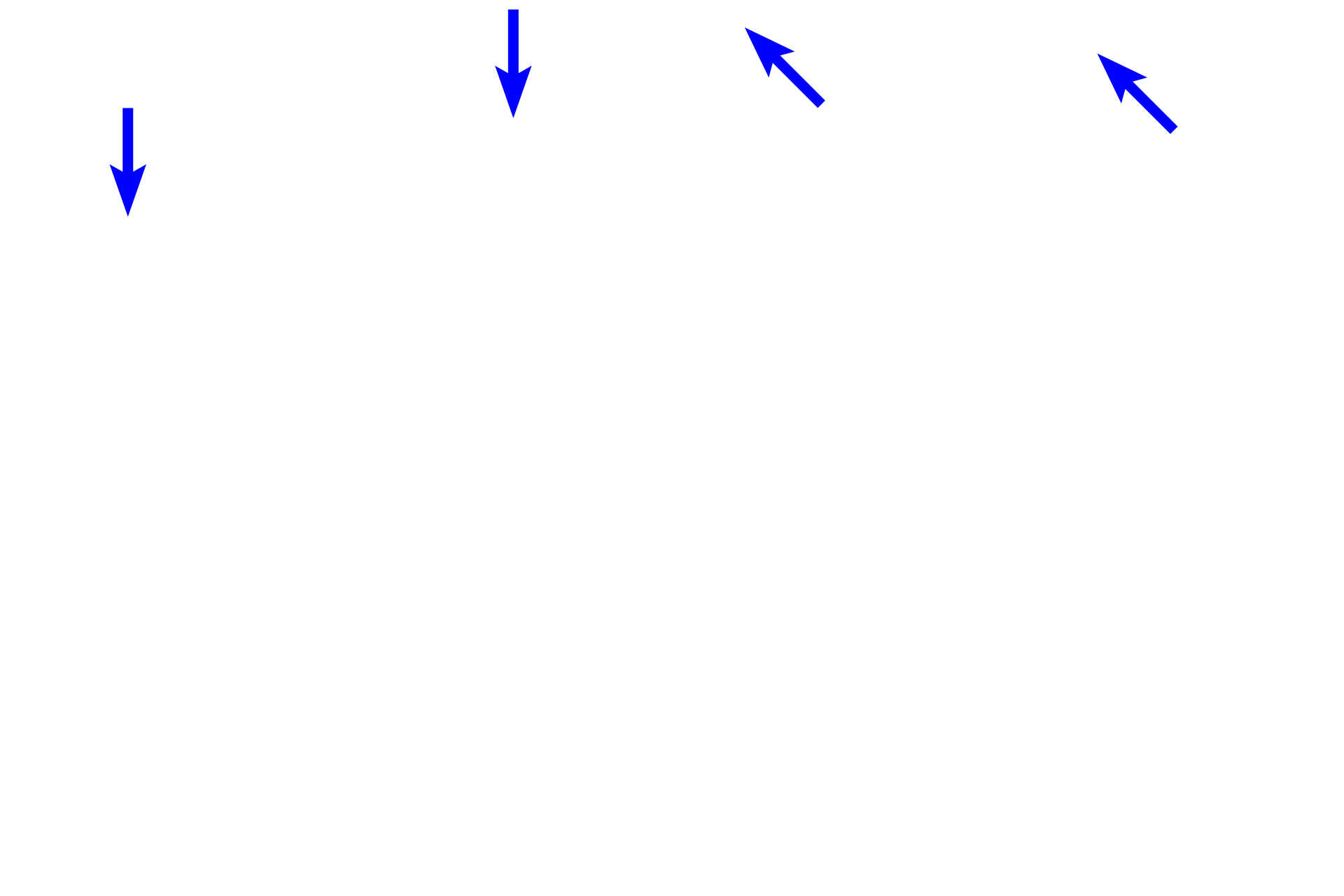  - Gastric pits <p>In the fundus and body of the stomach, gastric pits are much shorter than are the gastric glands.  These glands, termed fundic glands, possess a variety of cell types.  100x</p>
