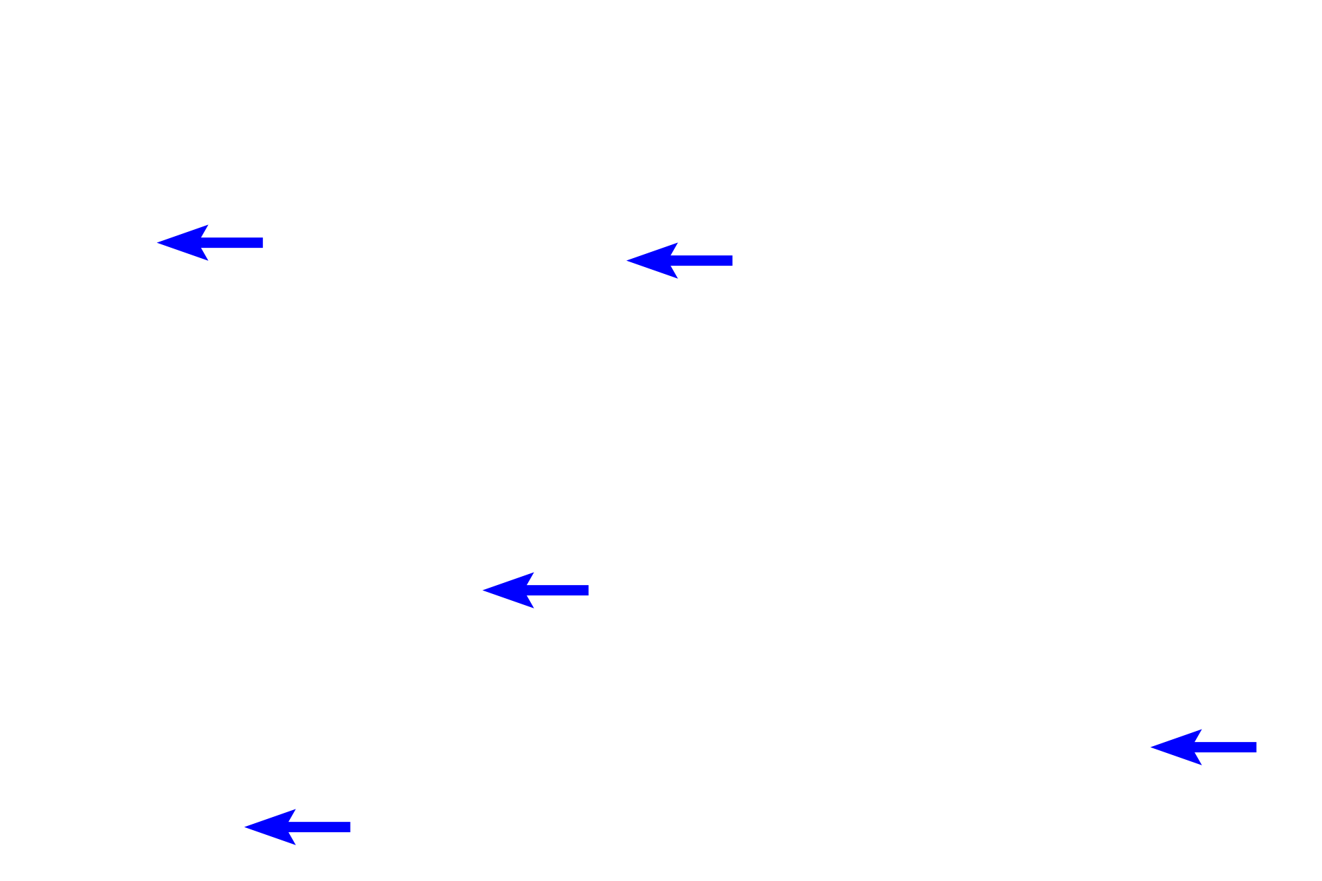 Lamina propria <p>Gastric pits, short in the body and fundus, extend from the surface epithelium to attach to the neck of the glands, where branching occurs.  Gastric glands, including the fundic glands, extend from the gastric pits through the lamina propria to the muscularis mucosae.</p>
